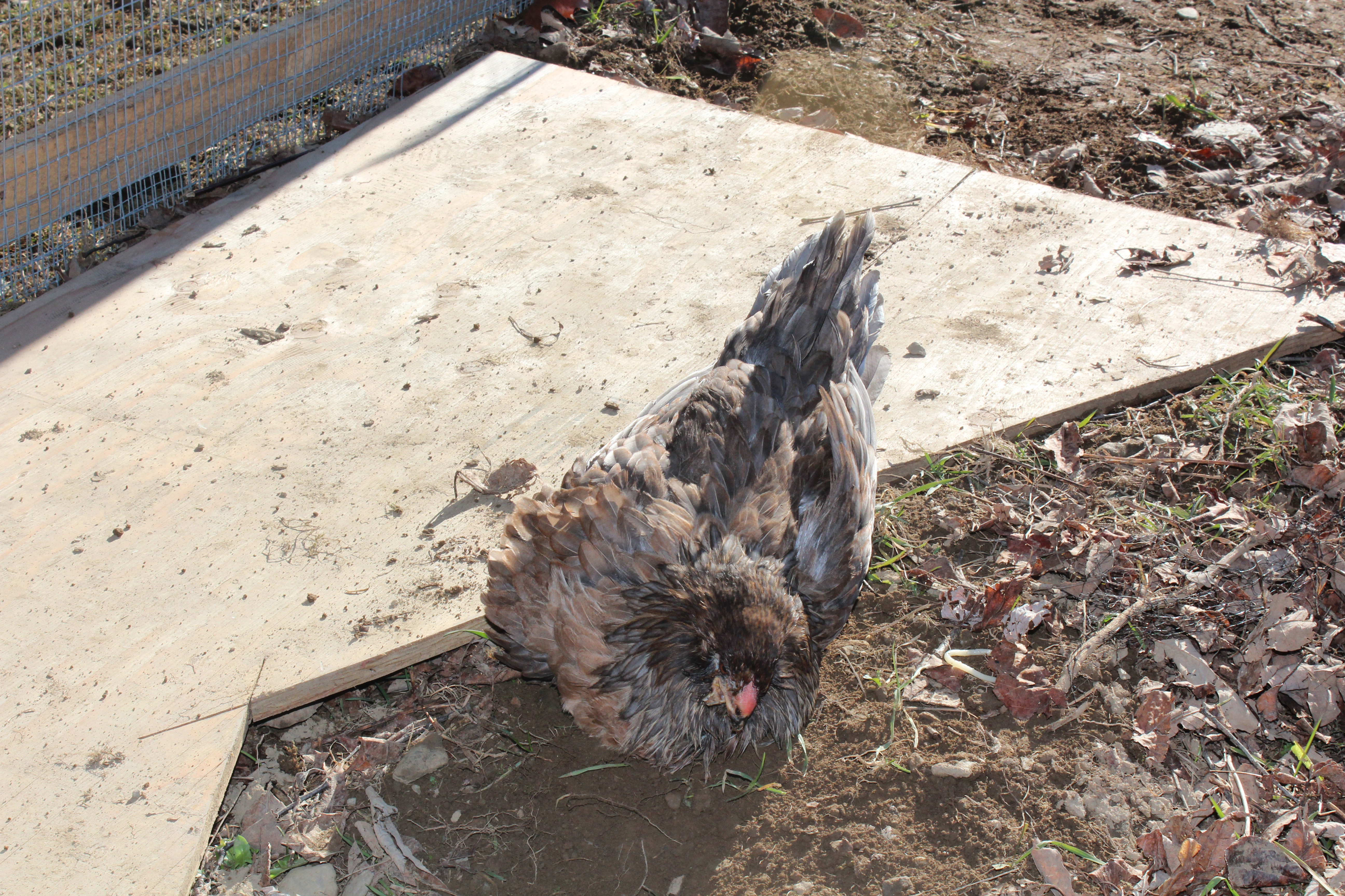 5 Months, 2 Days

Trying to take a long deprived and much deserved dust bath!!