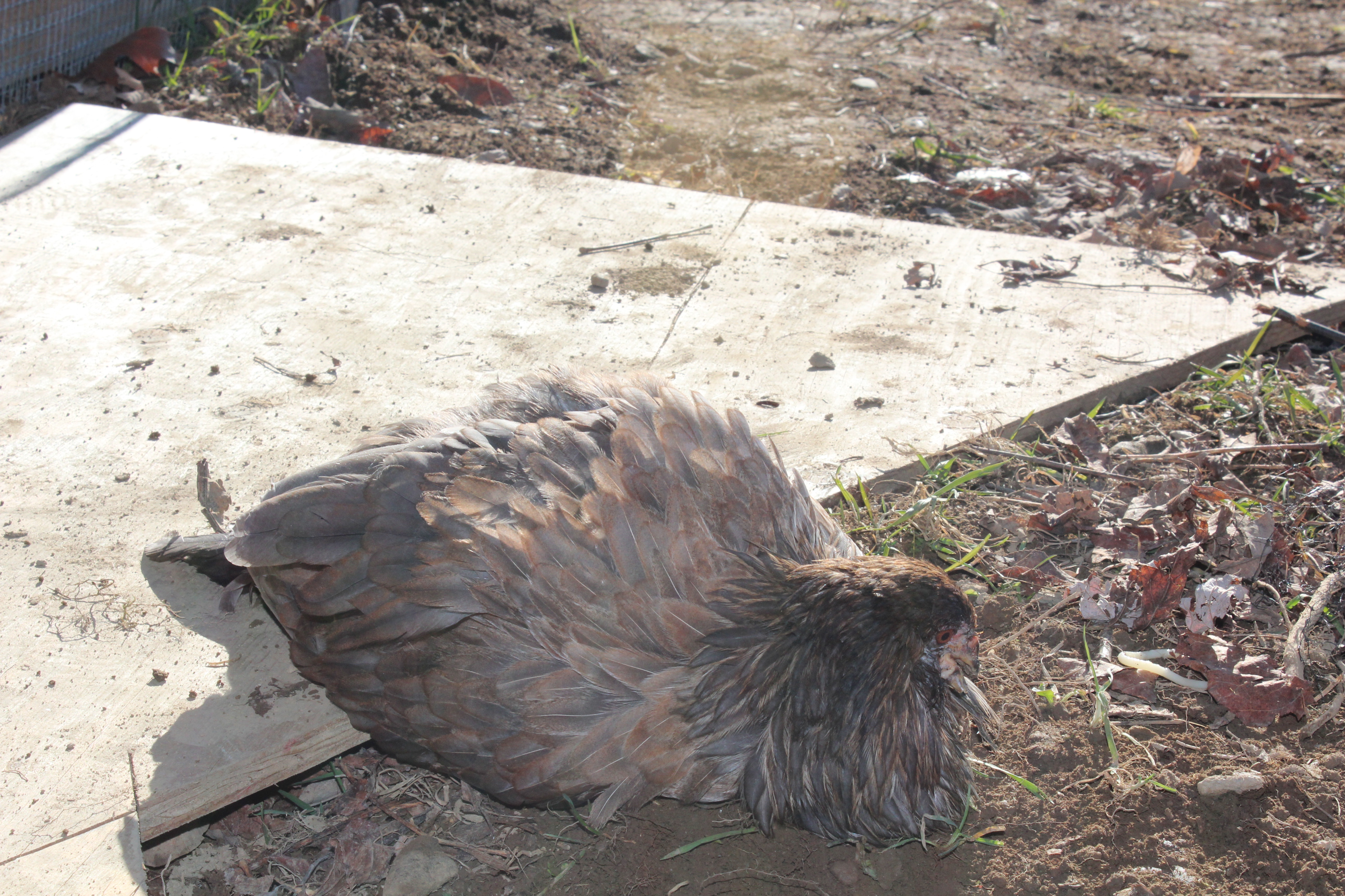 5 Months, 2 Days

Trying to take a long deprived and much deserved dust bath!!