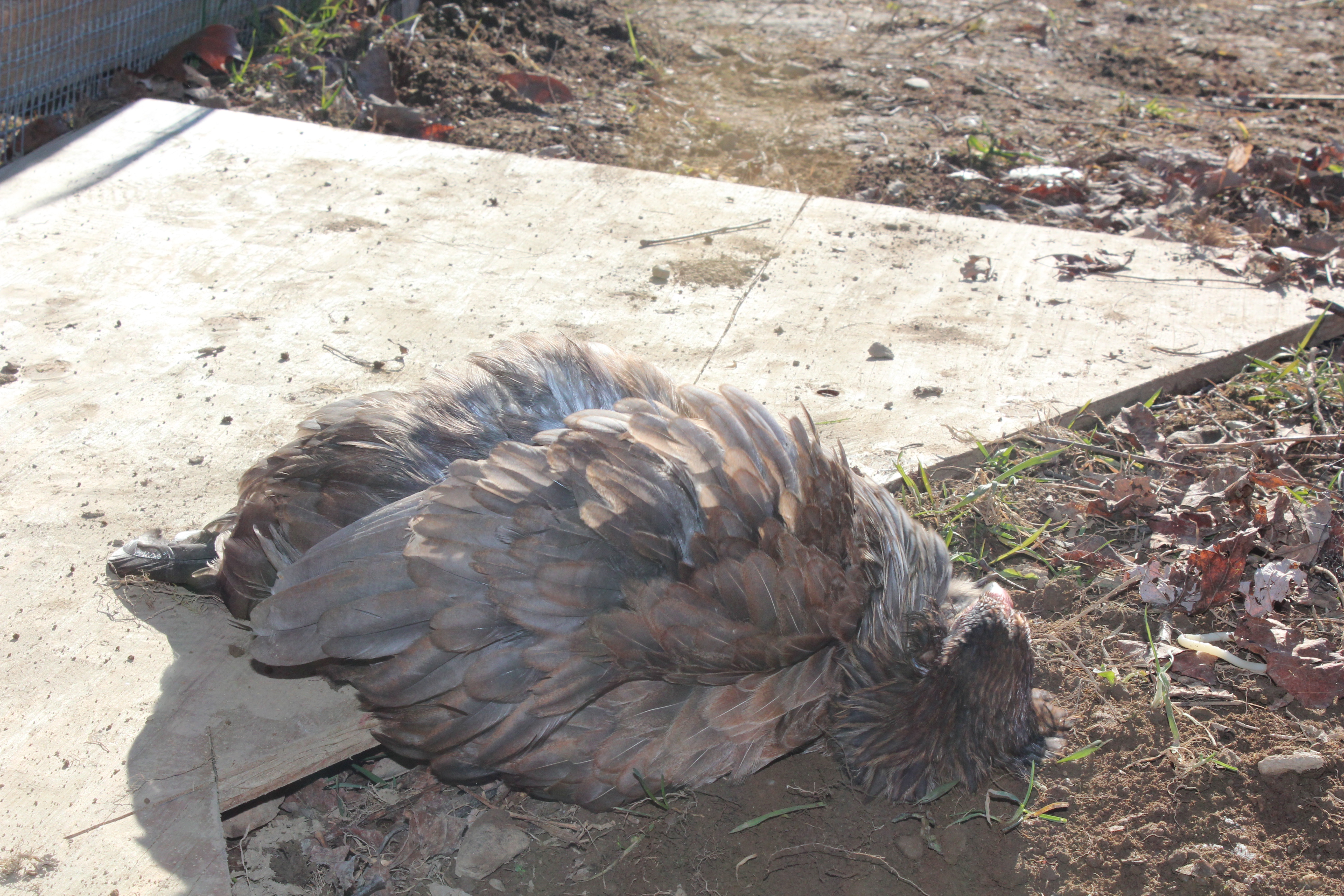 5 Months, 2 Days

Trying to take a long deprived and much deserved dust bath!!