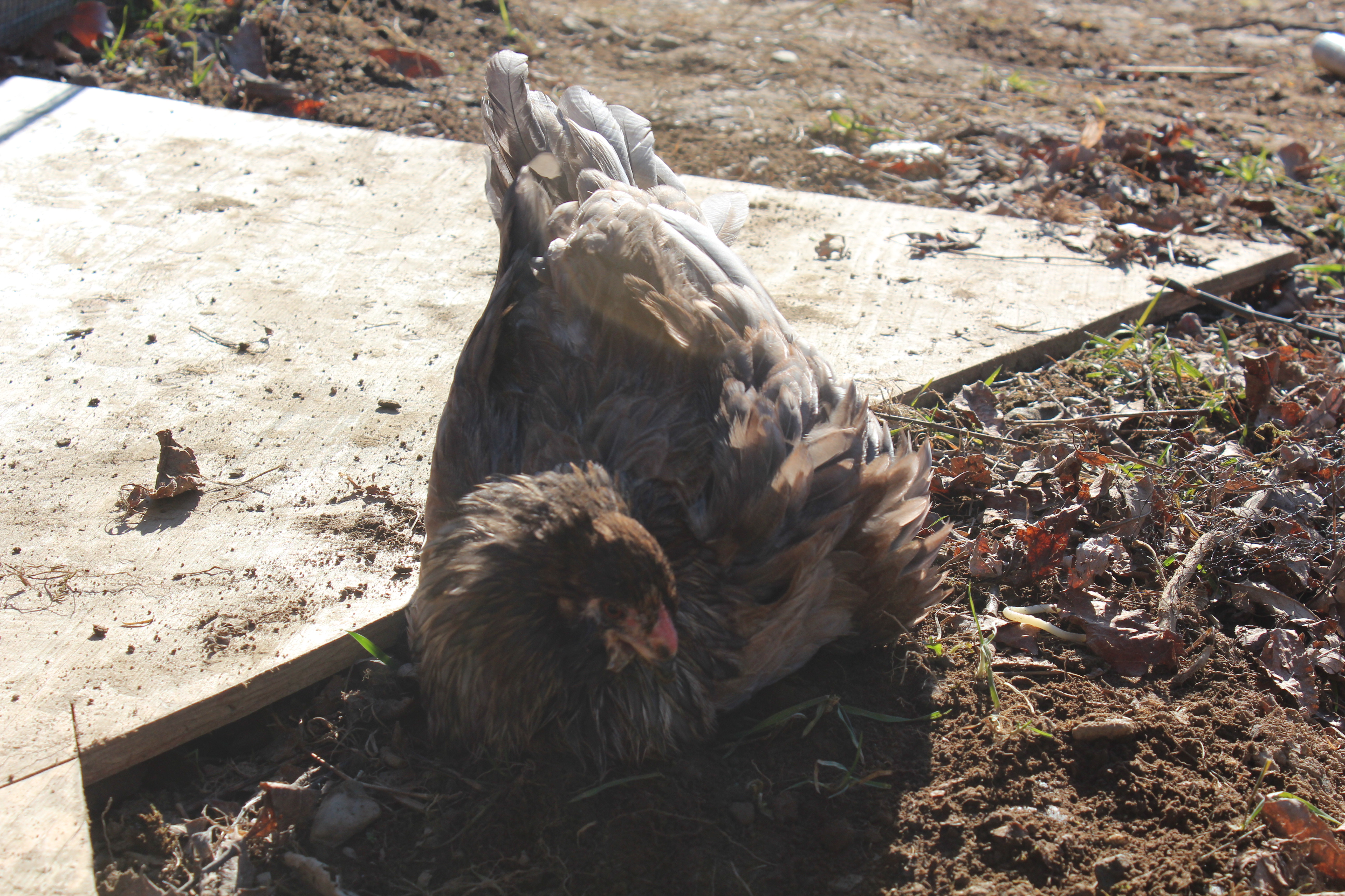 5 Months, 2 Days

Trying to take a long deprived and much deserved dust bath!!