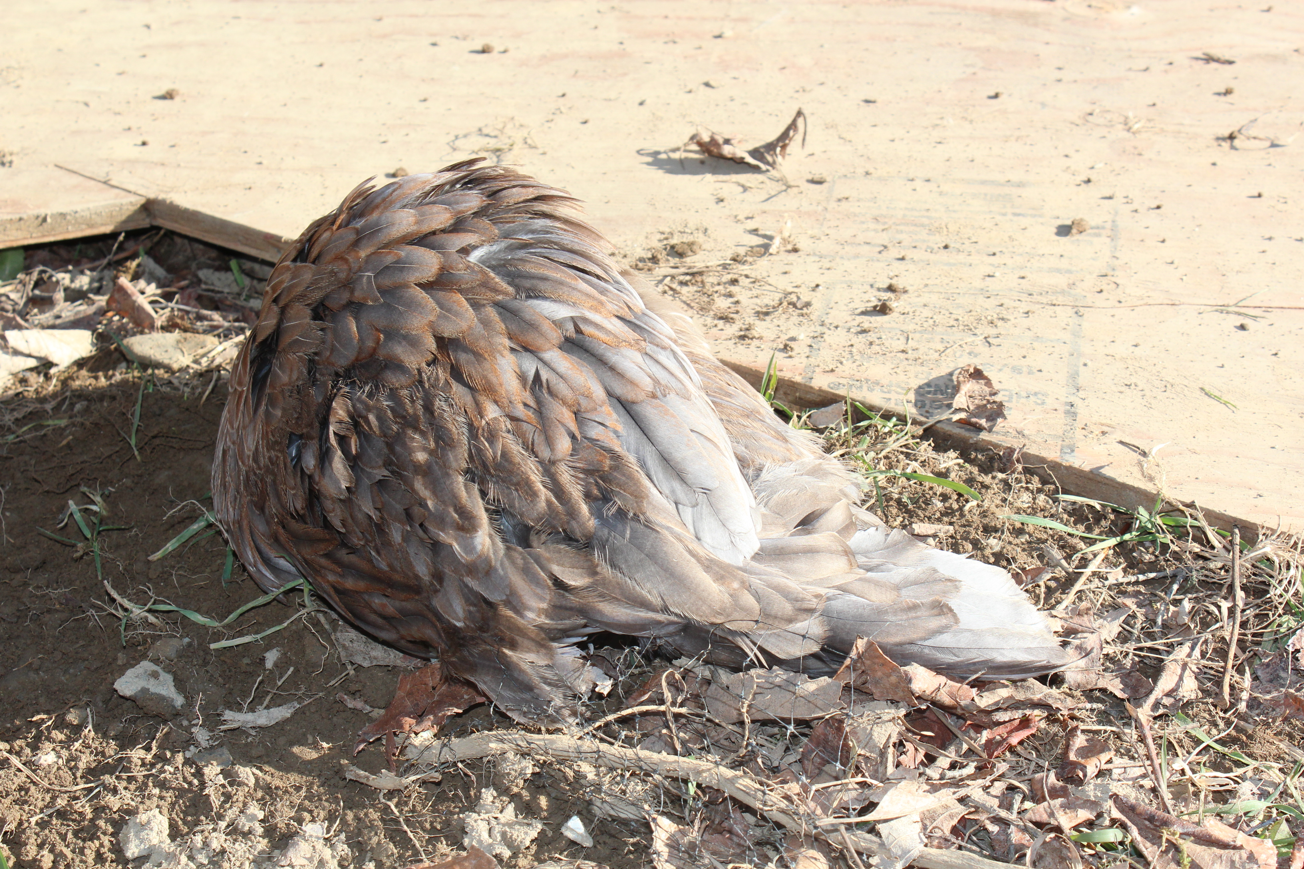 5 Months, 2 Days

Trying to take a long deprived and much deserved dust bath!!