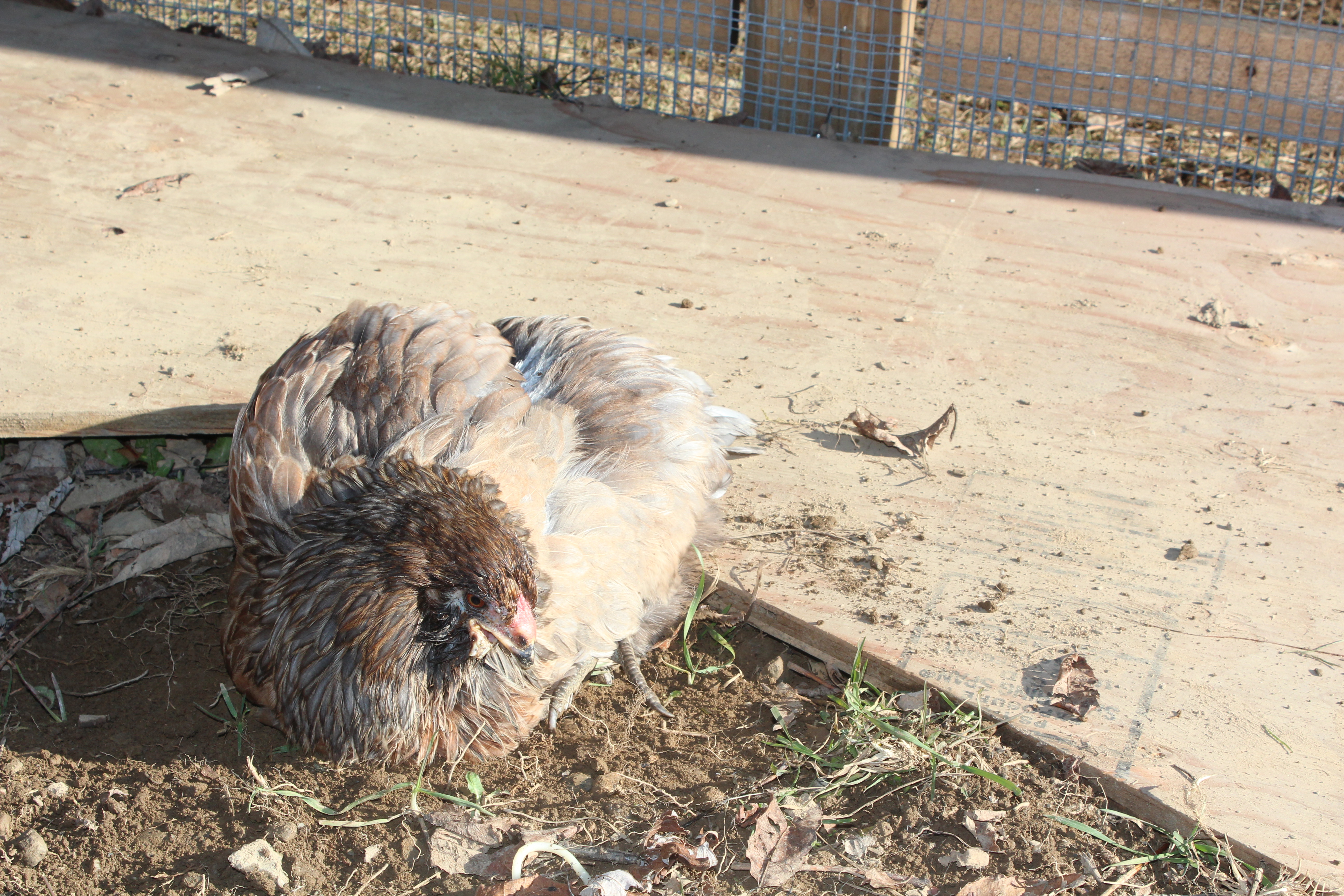 5 Months, 2 Days

Trying to take a long deprived and much deserved dust bath!!