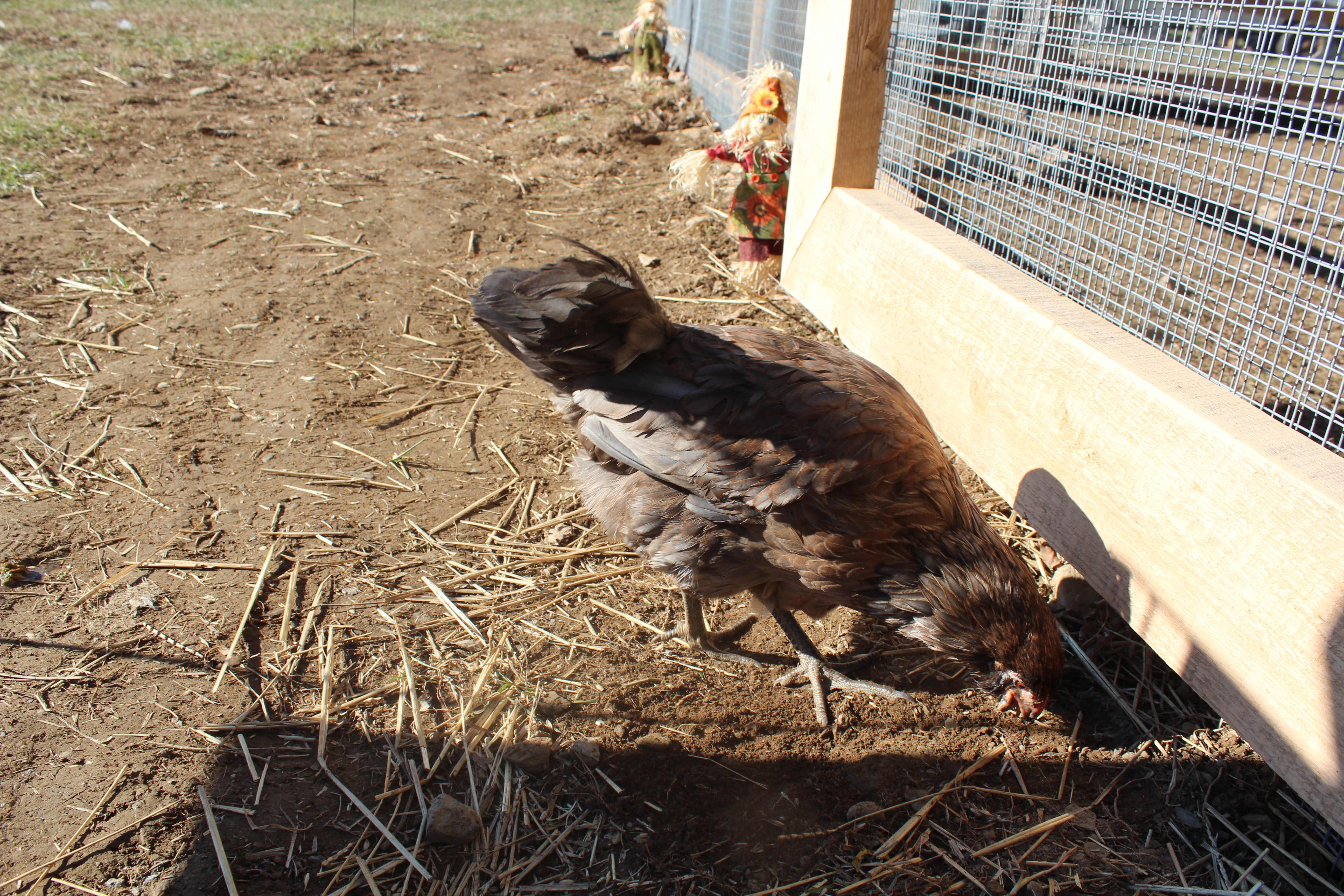 5 Months, 2 Days

Trying to take a long deprived and much deserved dust bath!!