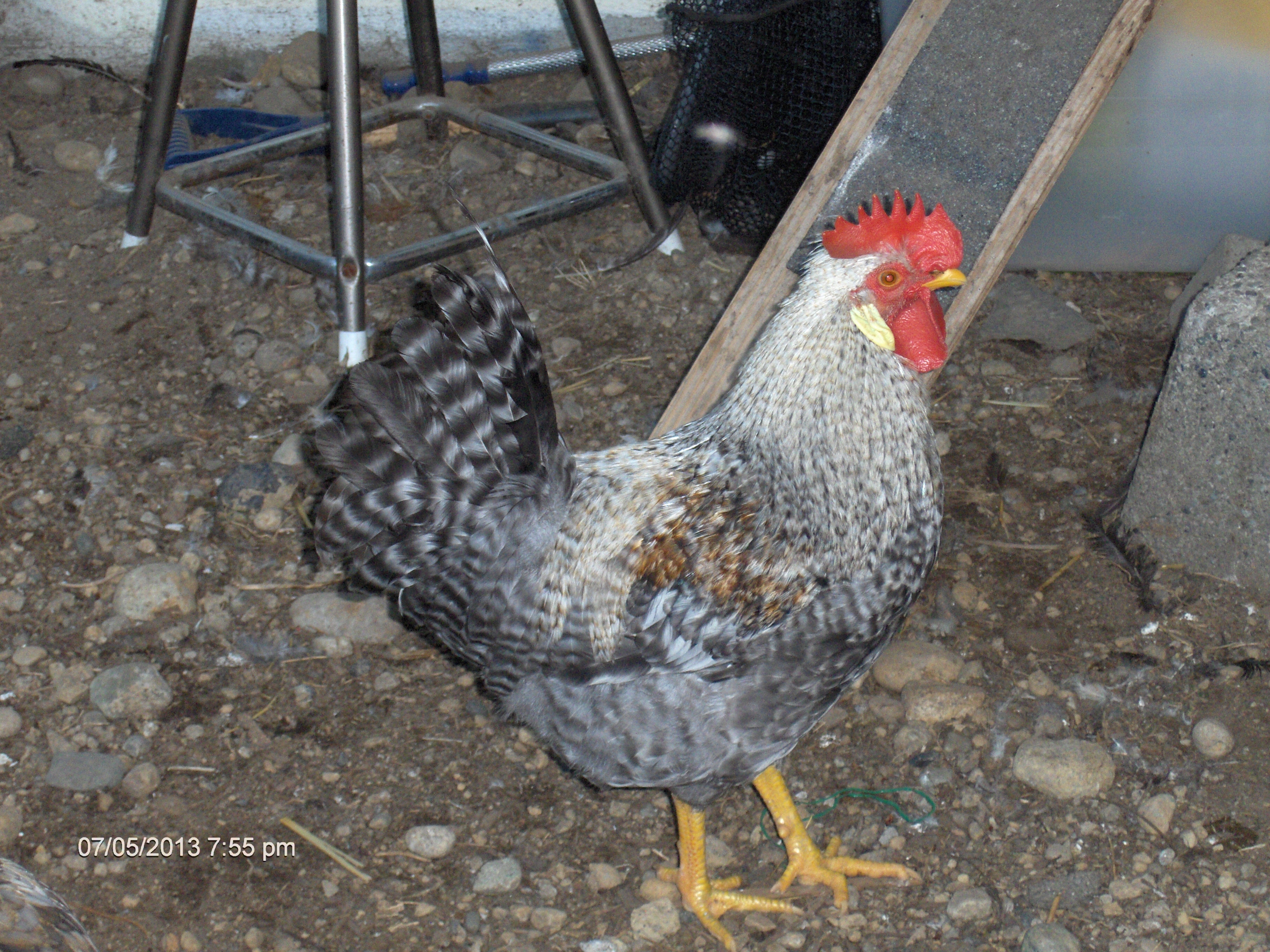 5 mos old Cream Legbar roo- "Rocketman"; such a handsome fellow!