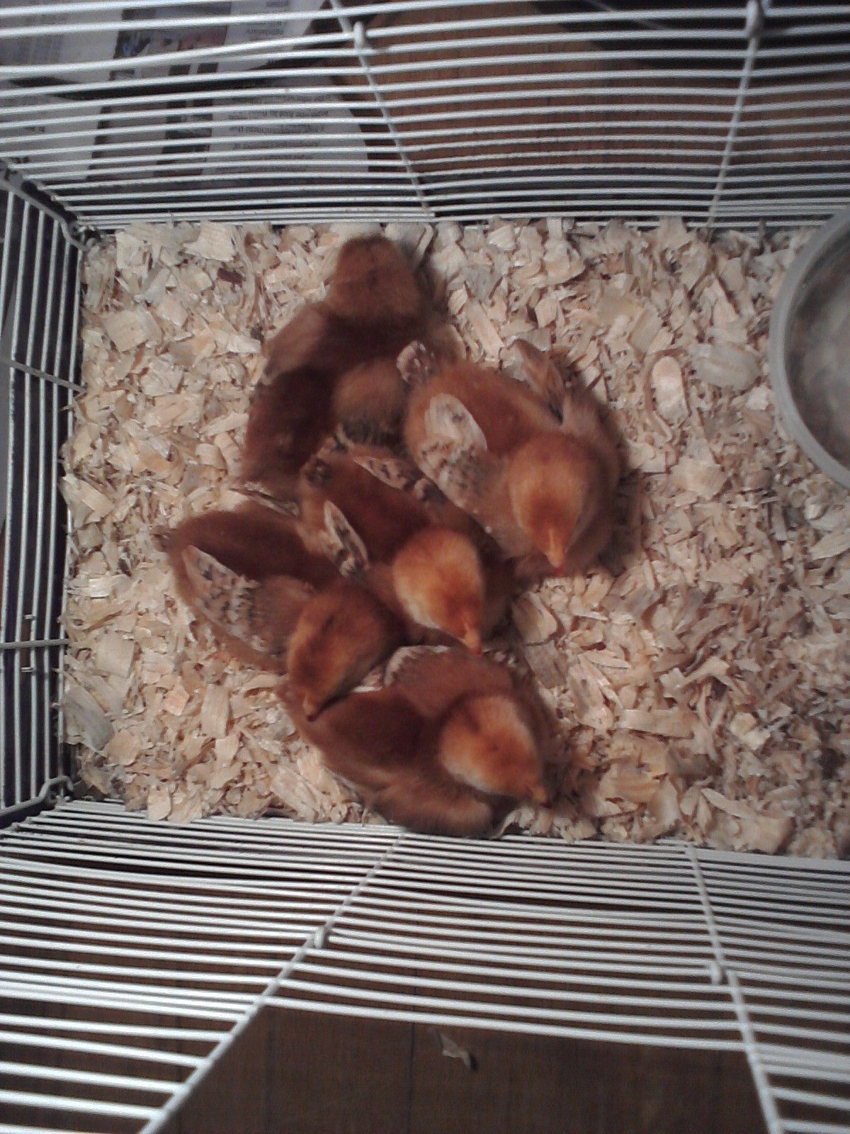 5 of 6 of the "Red Pullets" that I picked up at Tractor Supply today. I think they're all Rhode Island Reds but I won't be sure until they're older. I was told they're a week old.