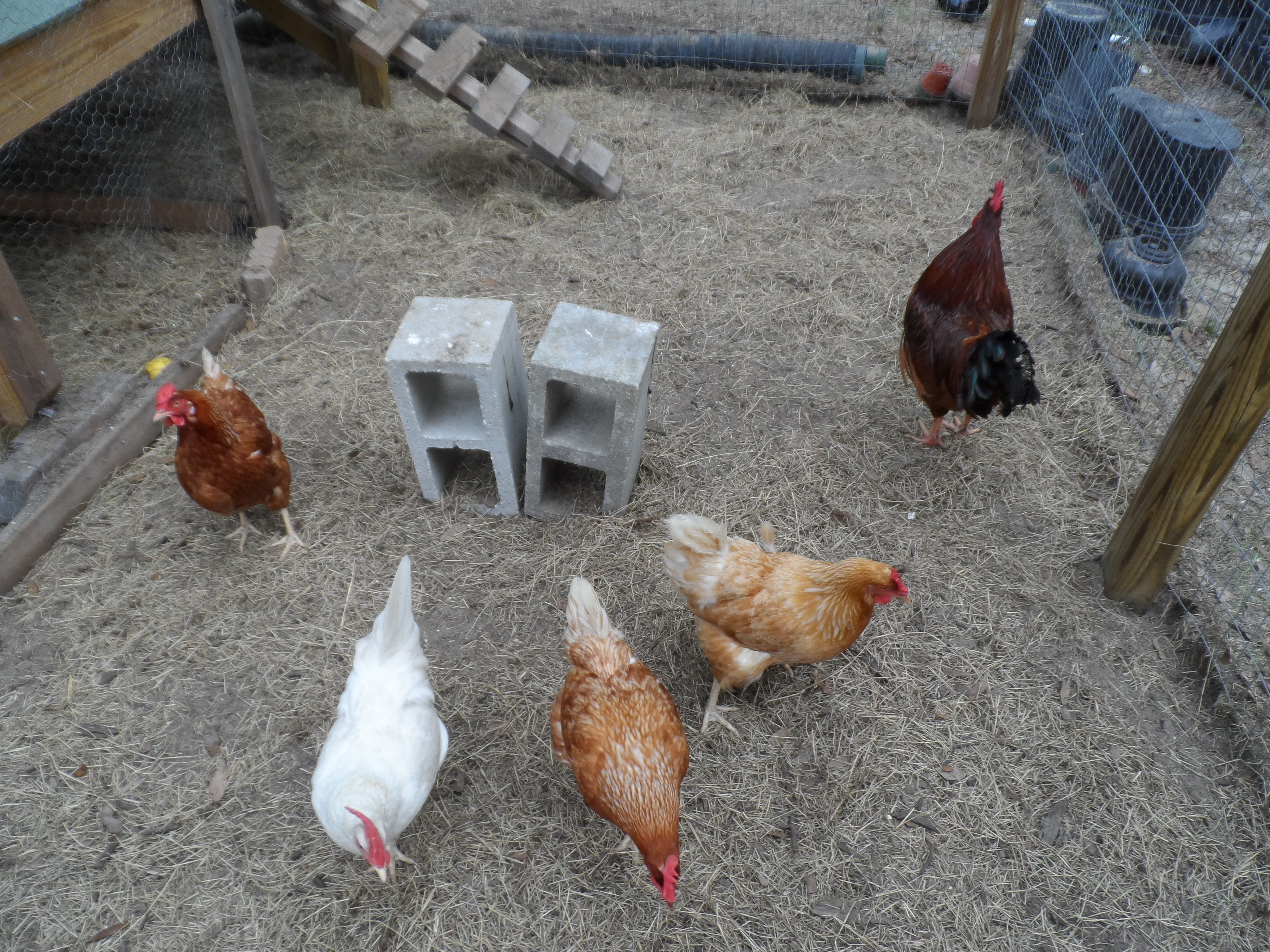5 of our six hens.