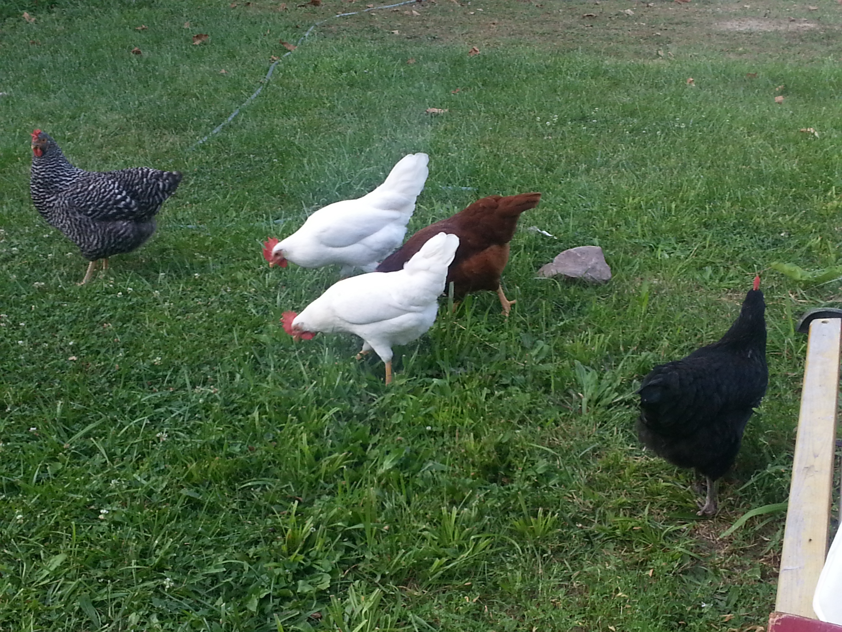 5 of the 10 new chicks on the block. 1 Barred Rock, 2 white Leghorns,1 RIR, and 1 of the BCMs.