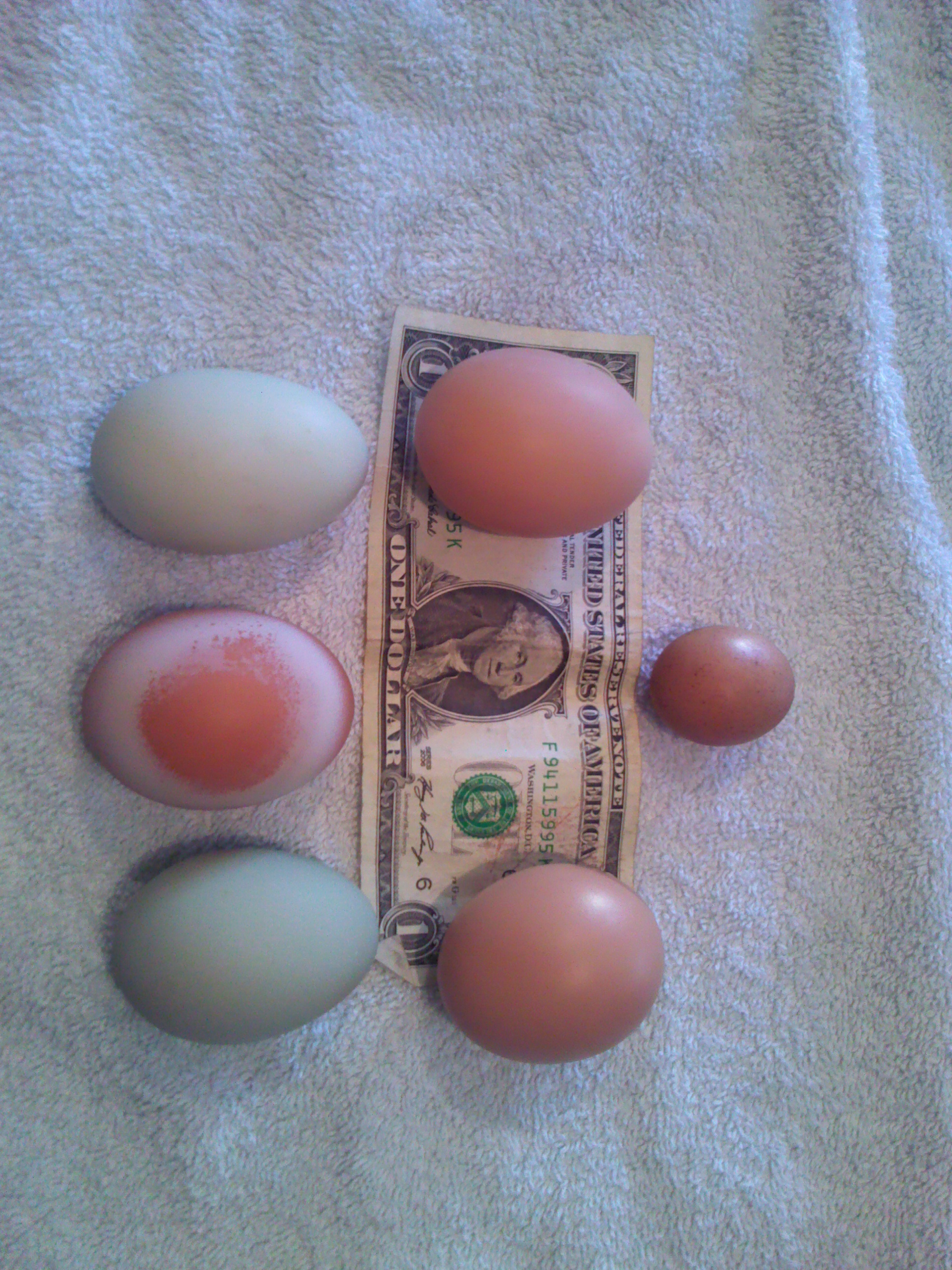 5 of the 6 eggs today, plus the smallest chicken egg I have ever seen!