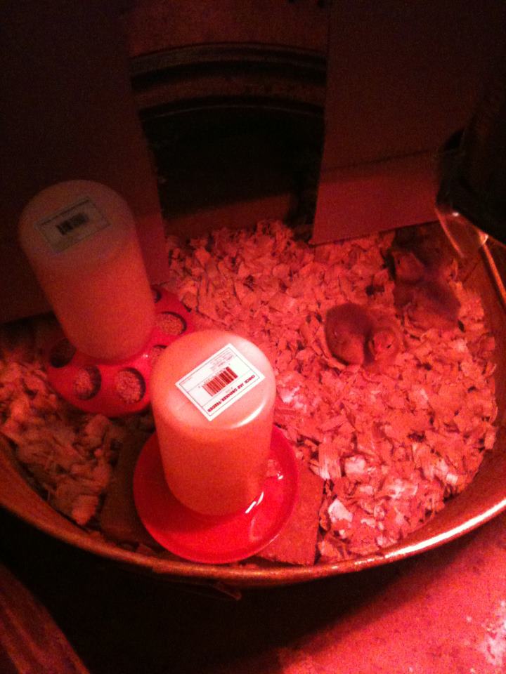 5 reds in the brooder...born 4/30/12