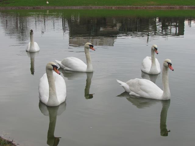 5 Swans a swimming