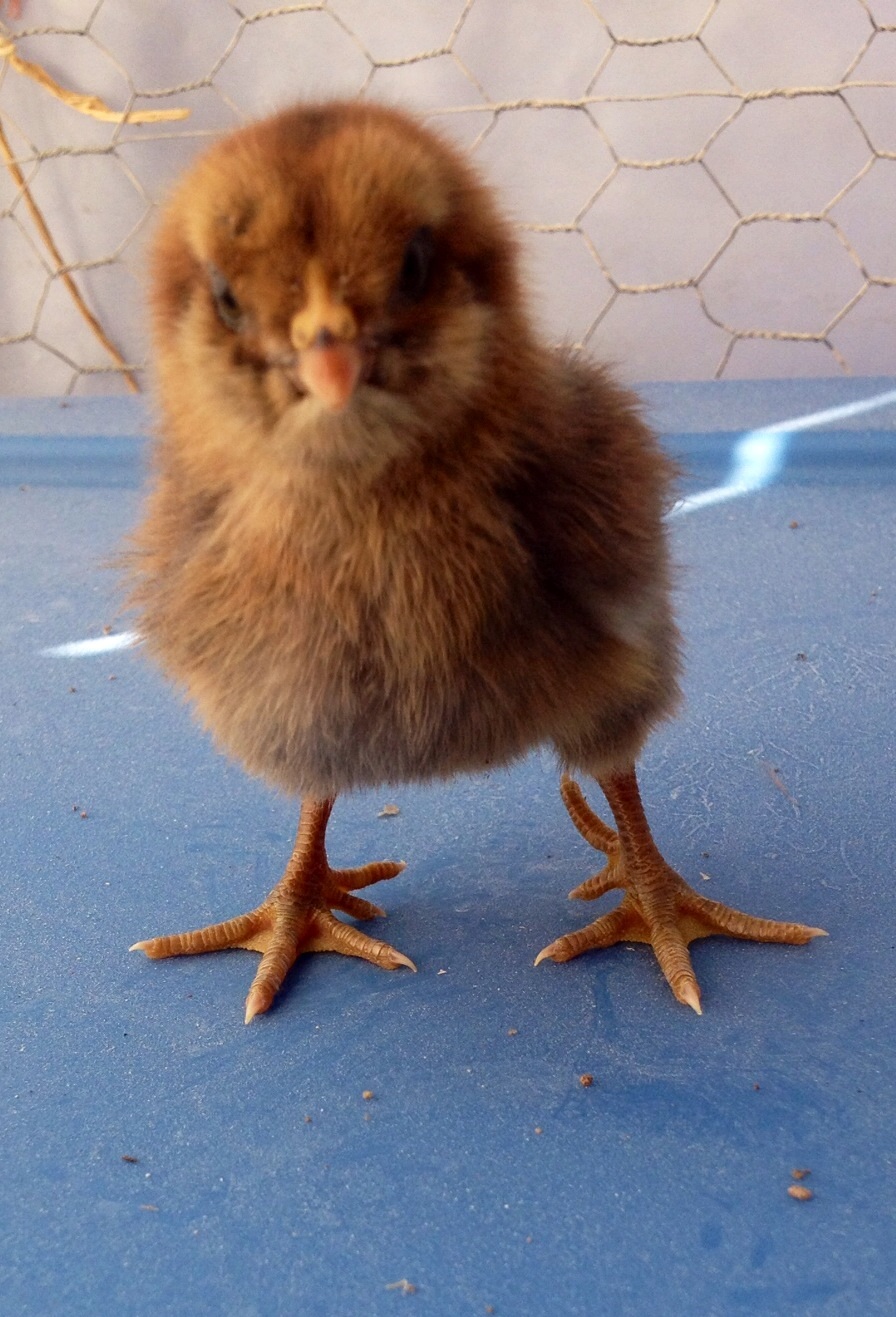5 Toe