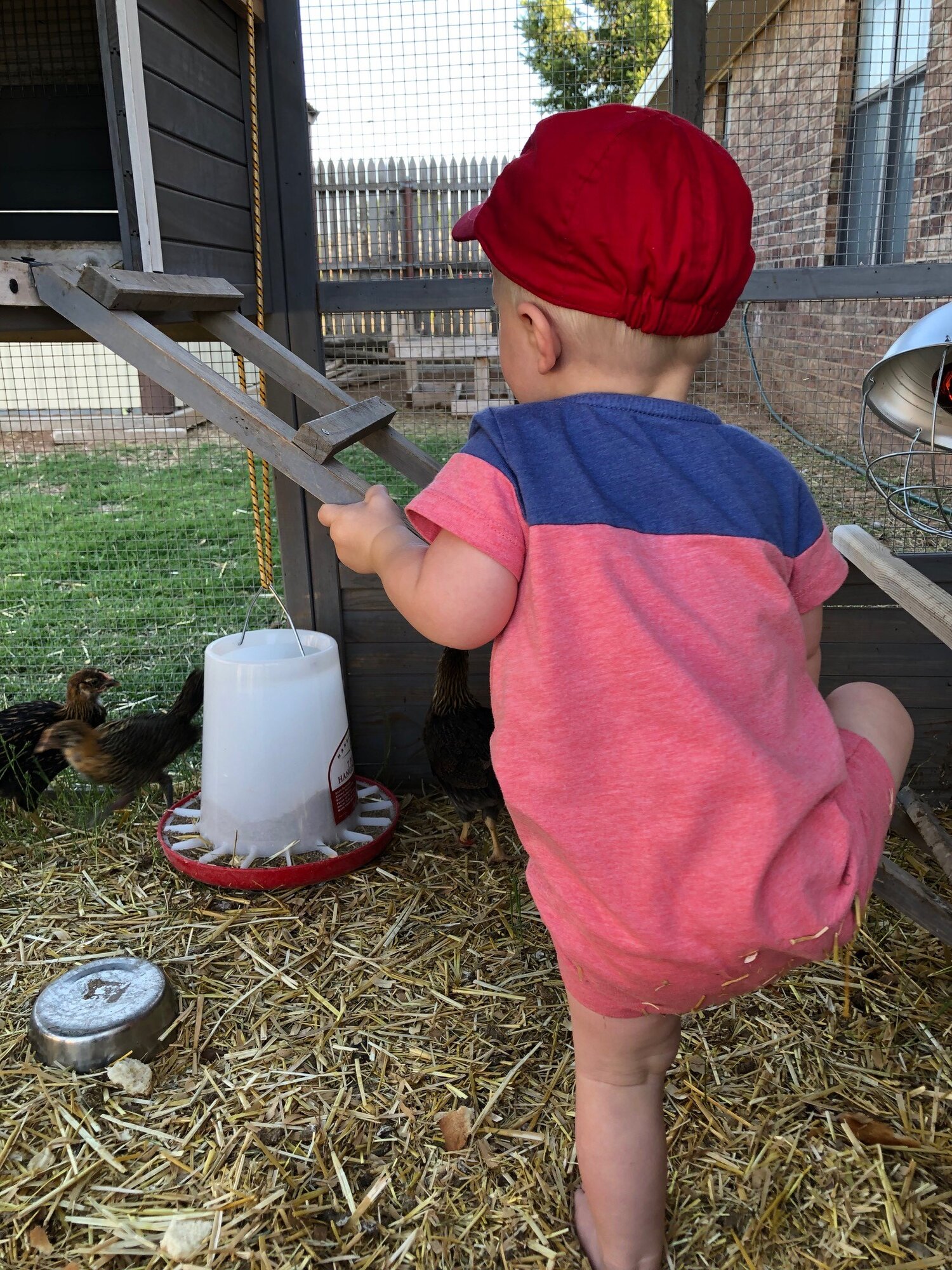 5 Week Chicks1