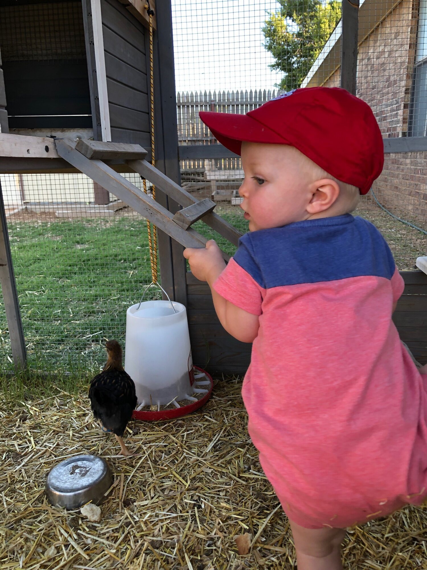 5 Week Chicks2