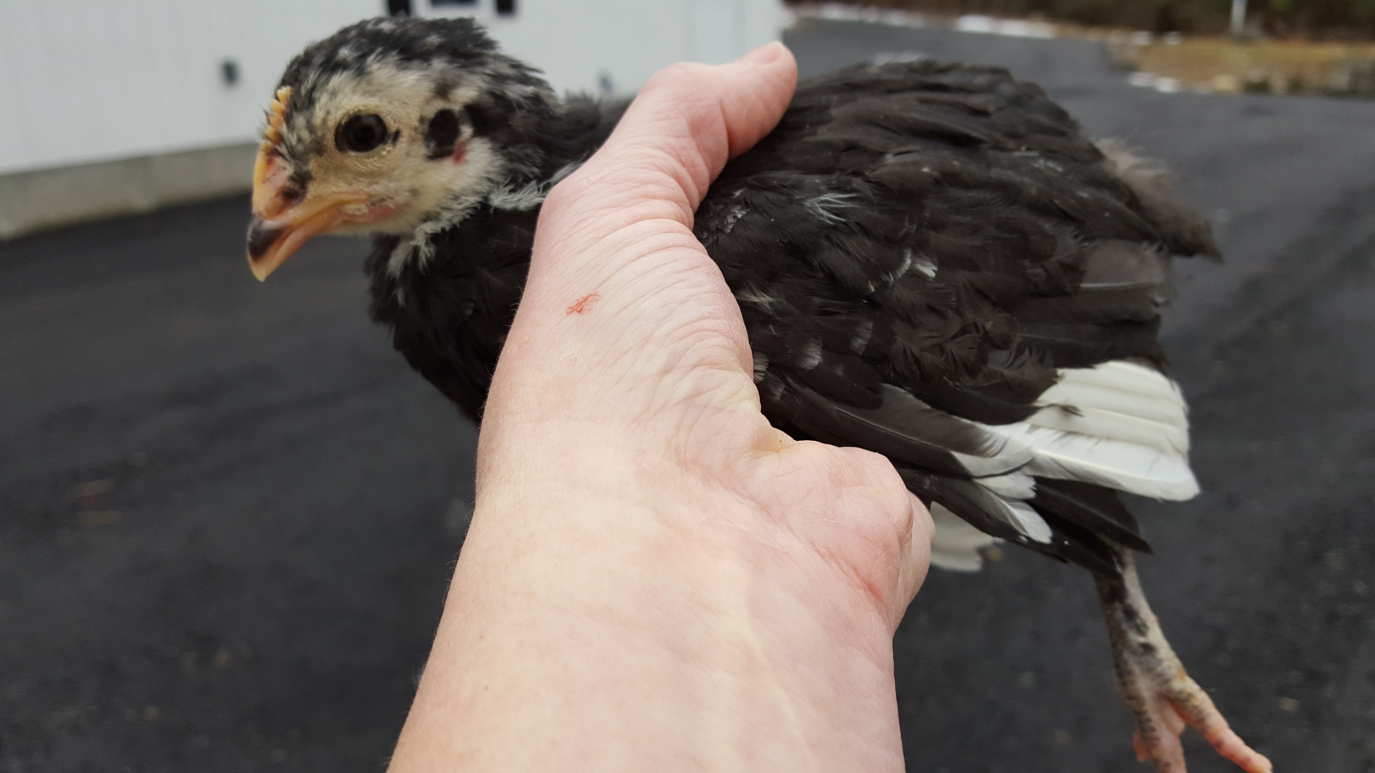 5 week cockerel (?) marans?  Has feathered feet.