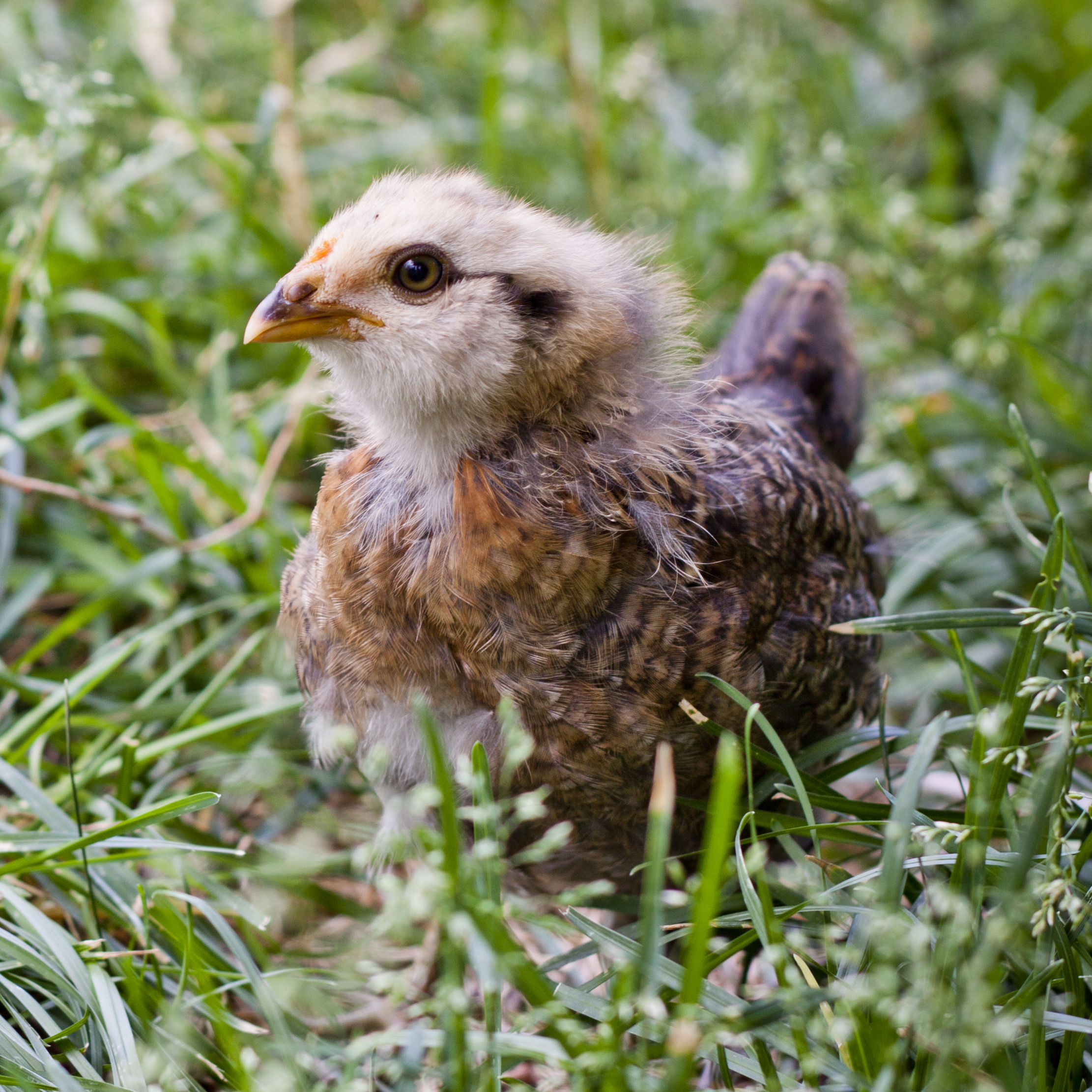 5 Week - Easter Egger