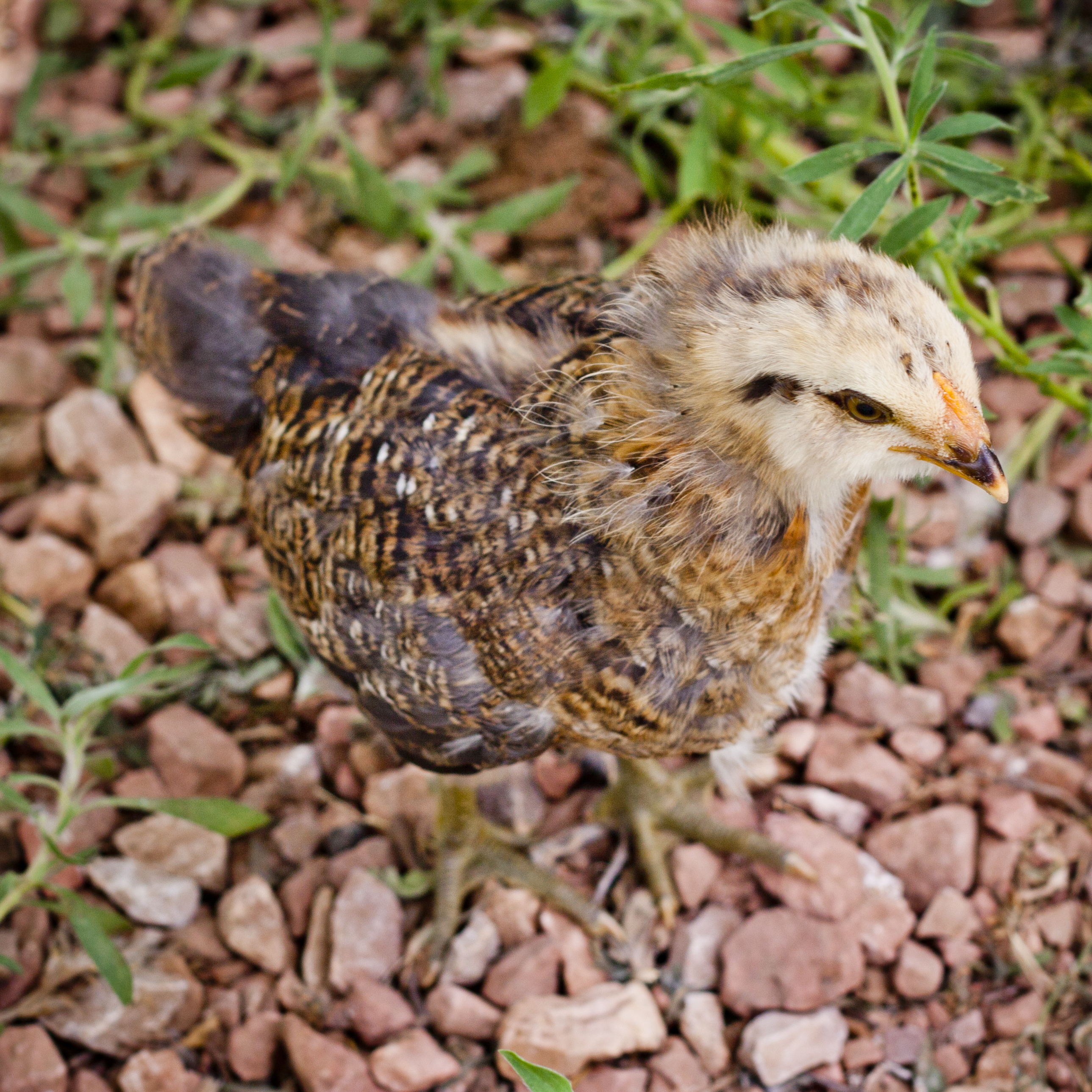 5 week - Easter Egger