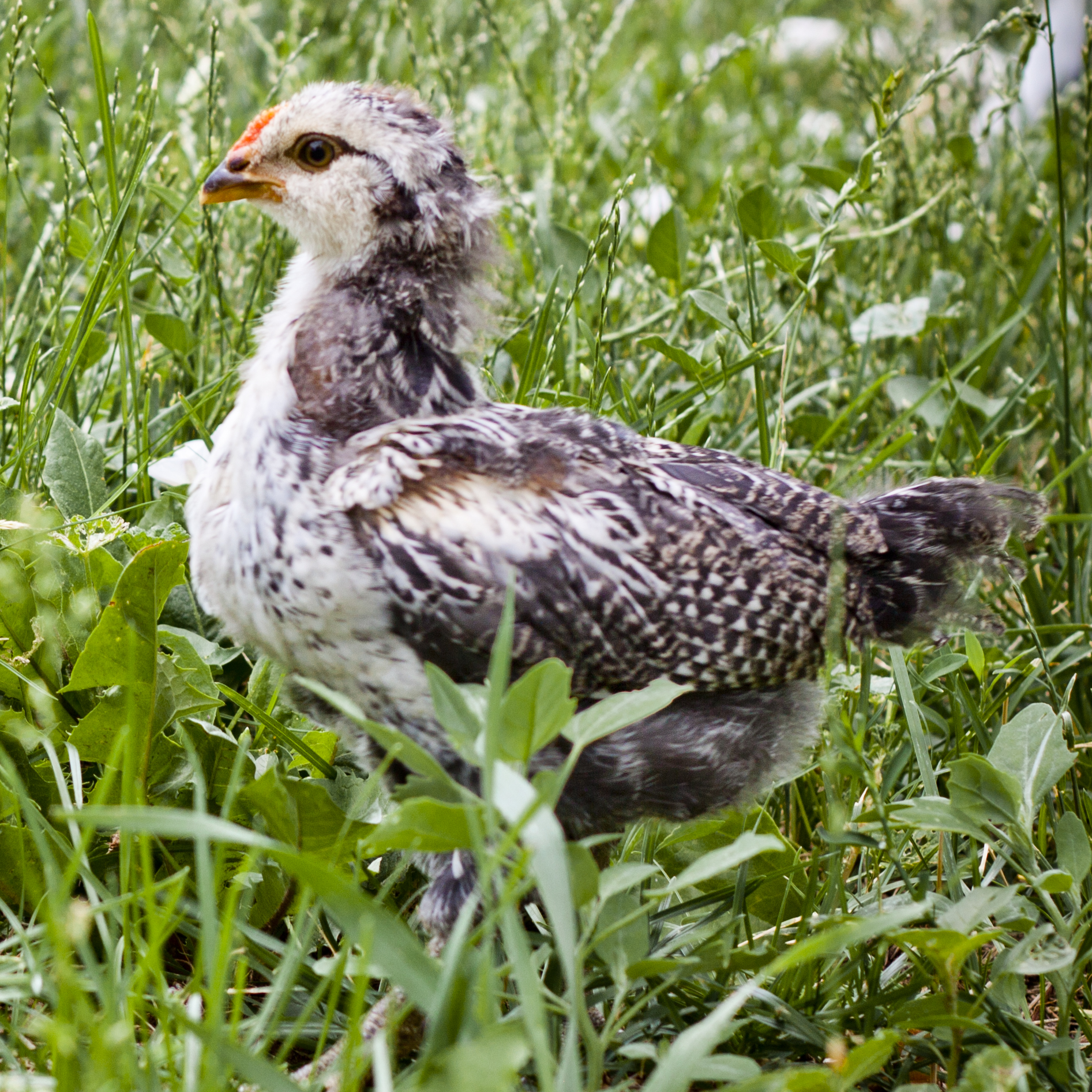 5 week - Easter Egger