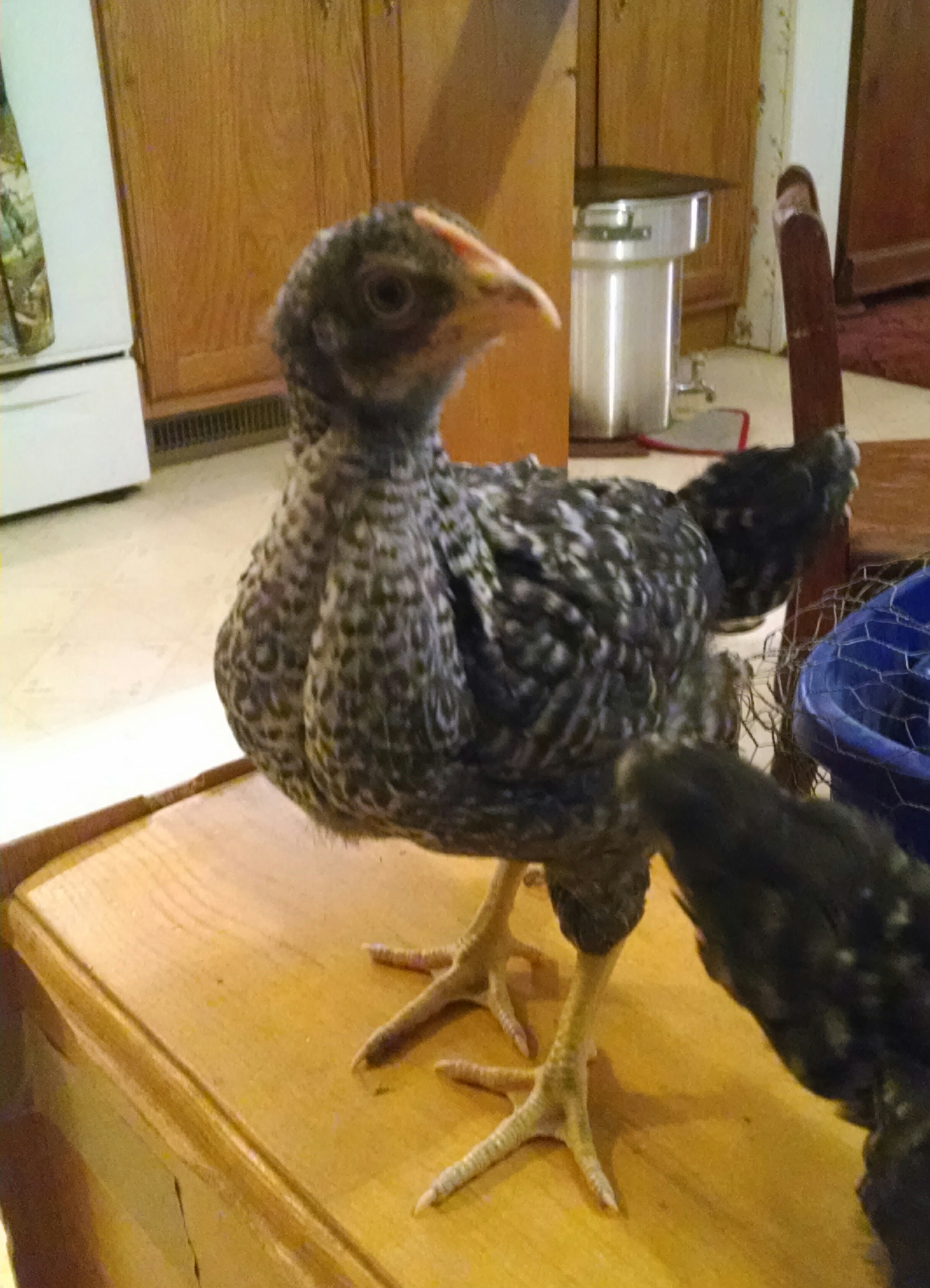 5 week old Barred Rock...or do I look like a roo or hen?