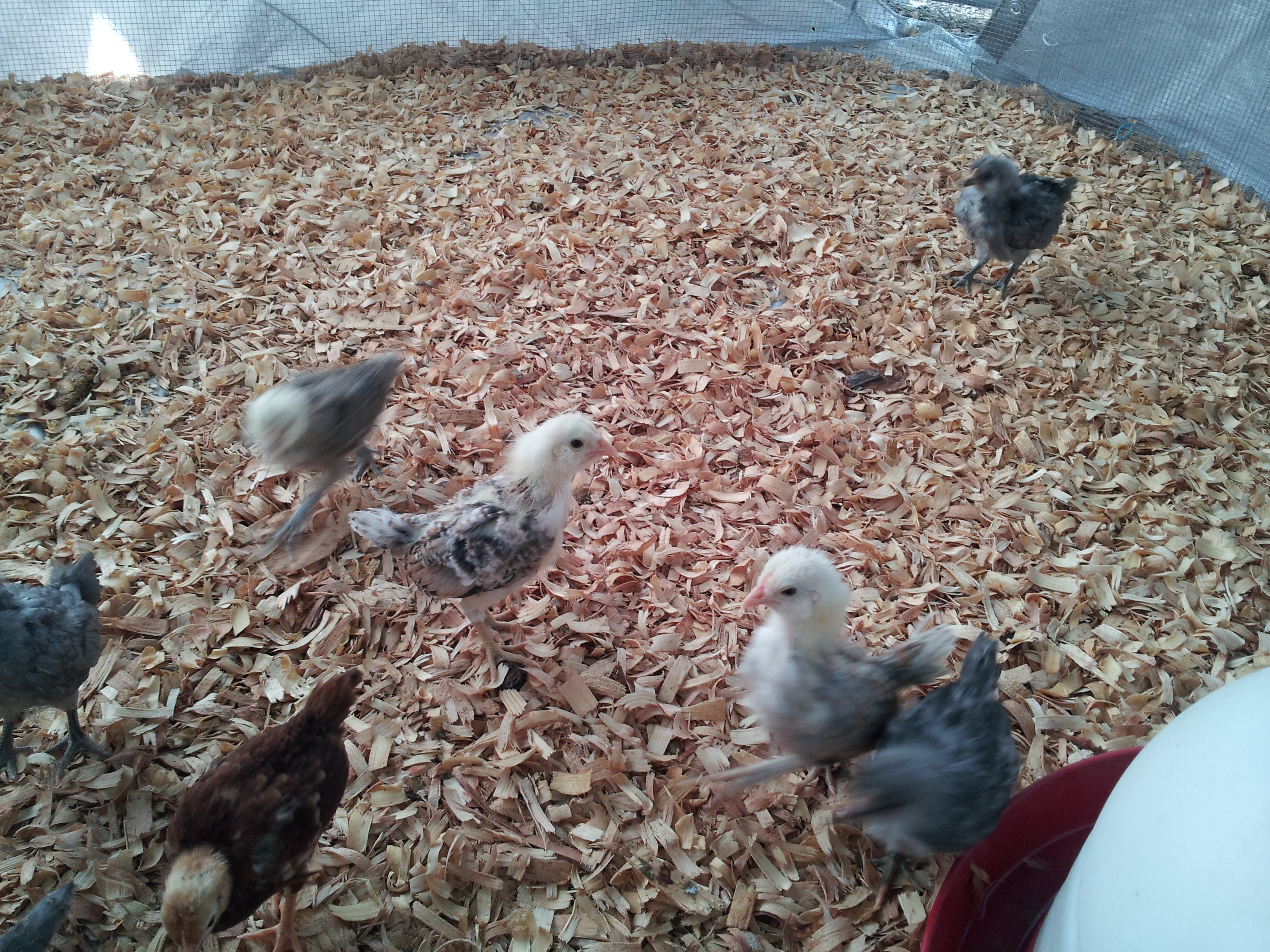 5 week old Cackle flock