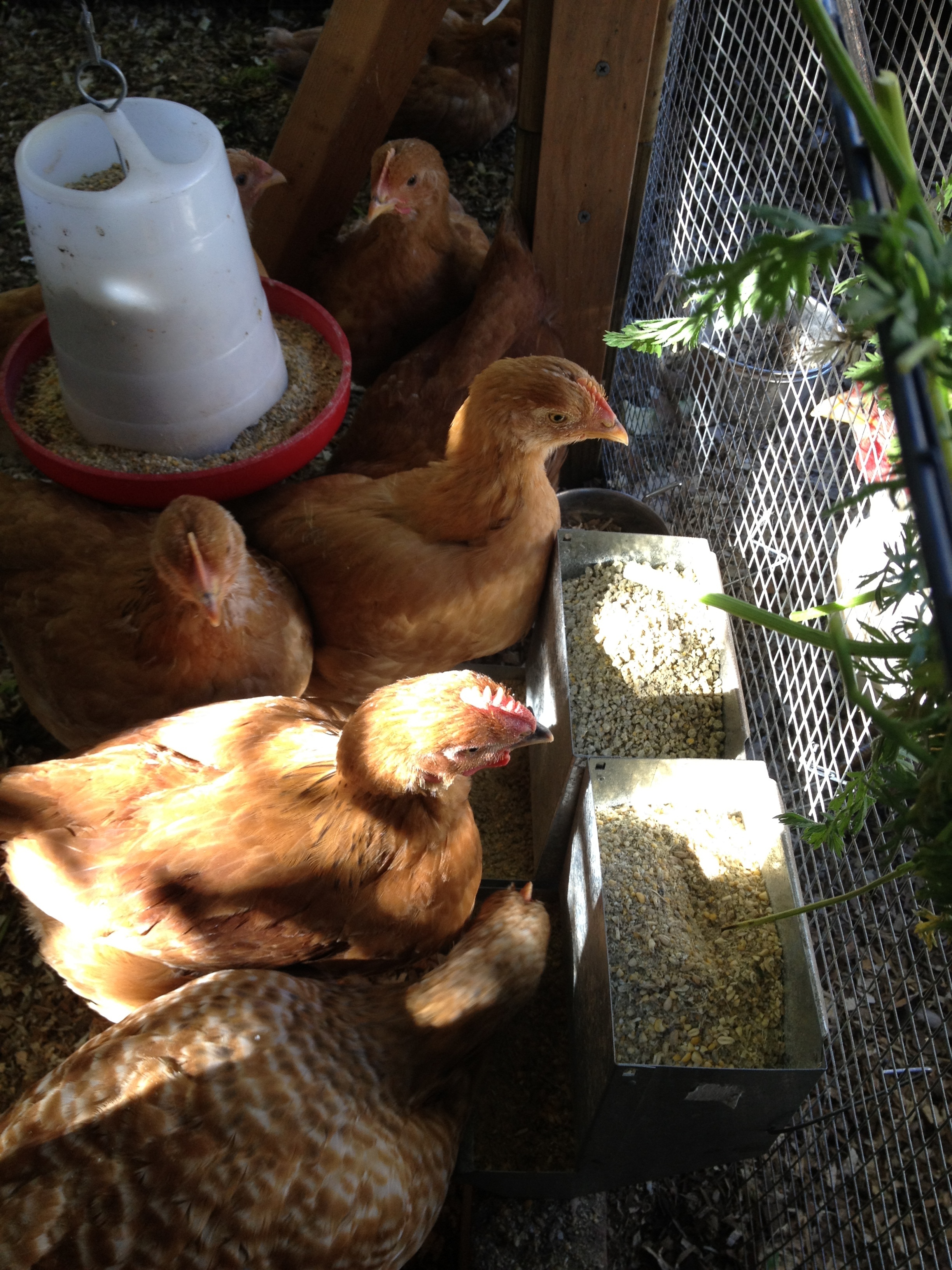 5 Week Old Freedom Ranger Chickens - our new addition to the flock. These french broilers are strong, robust and highly suitable for free range, organic, pastured and welfare friendly environments.