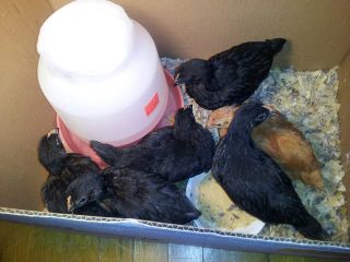 5 Week old Pullets. 
5 Black Star Sexlinks
1 New Hampshire Red (Rosie)