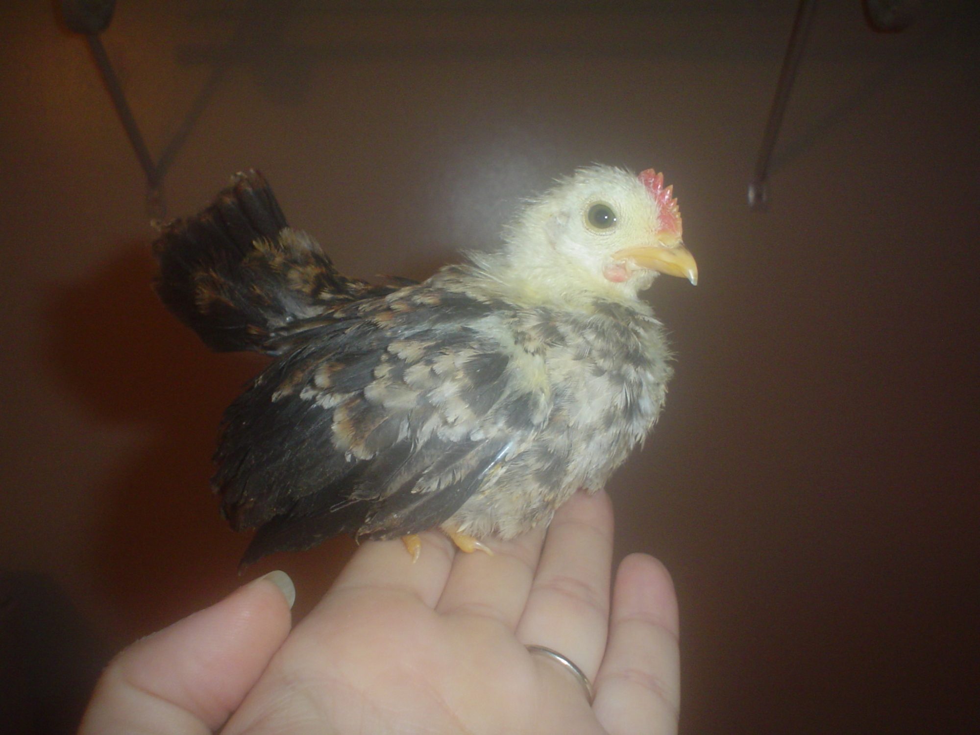 5 week old serama rooster. Not sure which class he is but he is tiny.