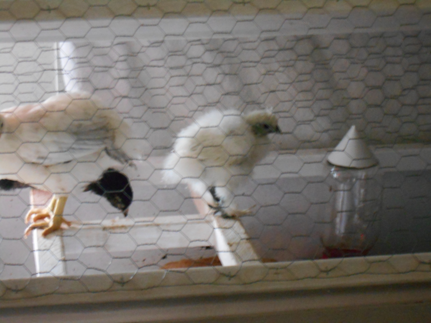 5 week old Silkie on roost.