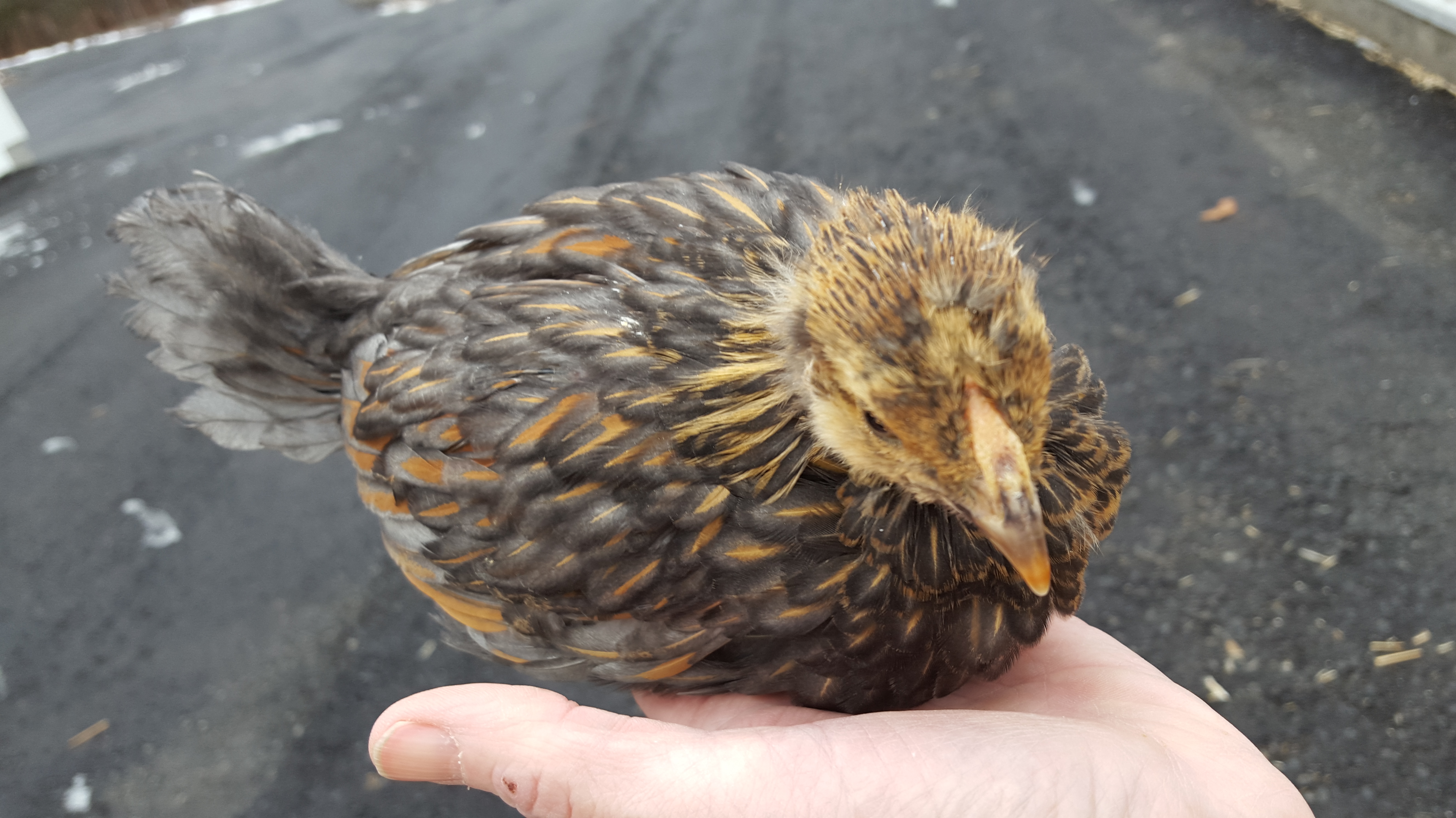 5 week pullet (?) what kind?