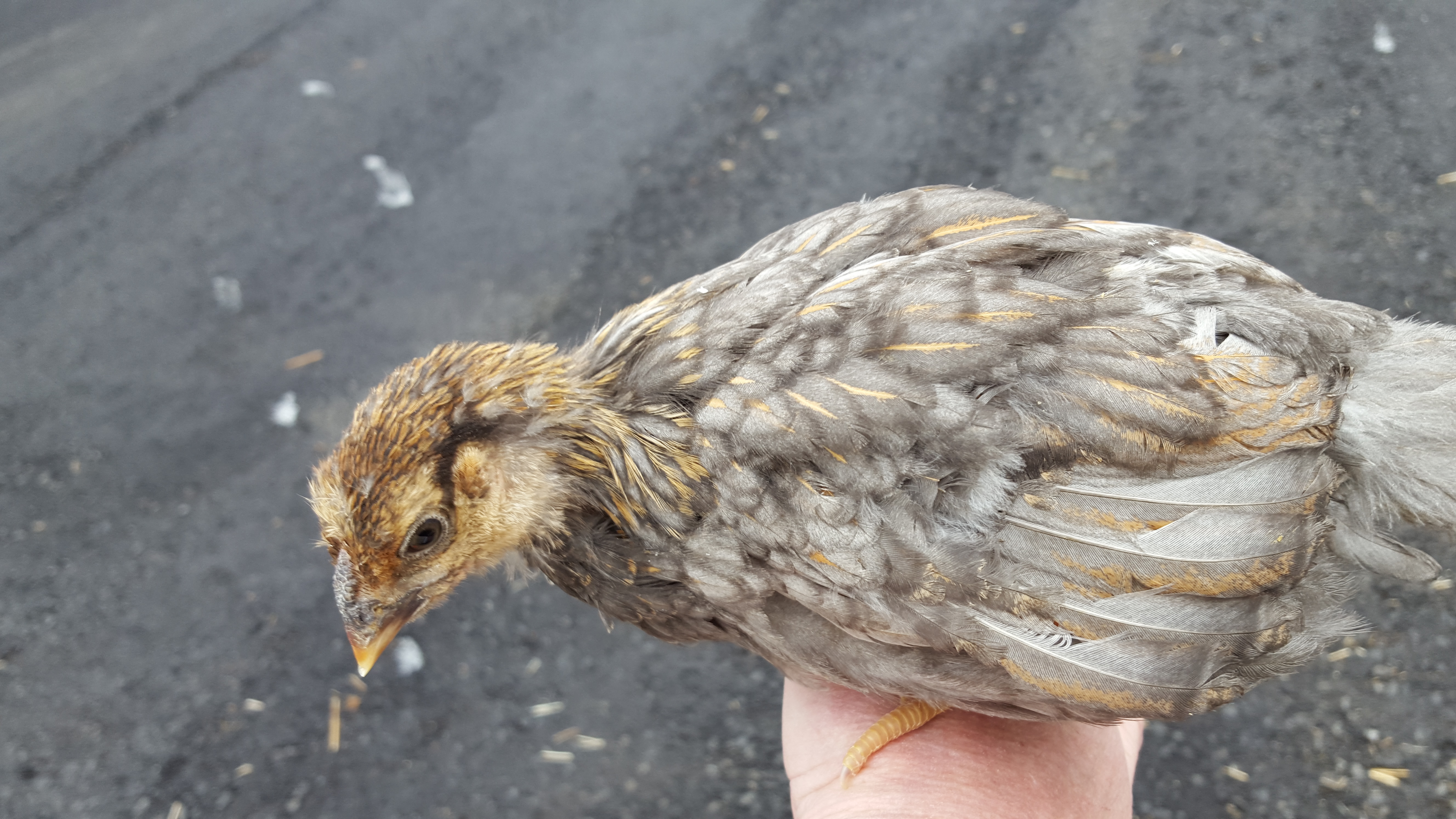 5 week pullet (?) what kind?