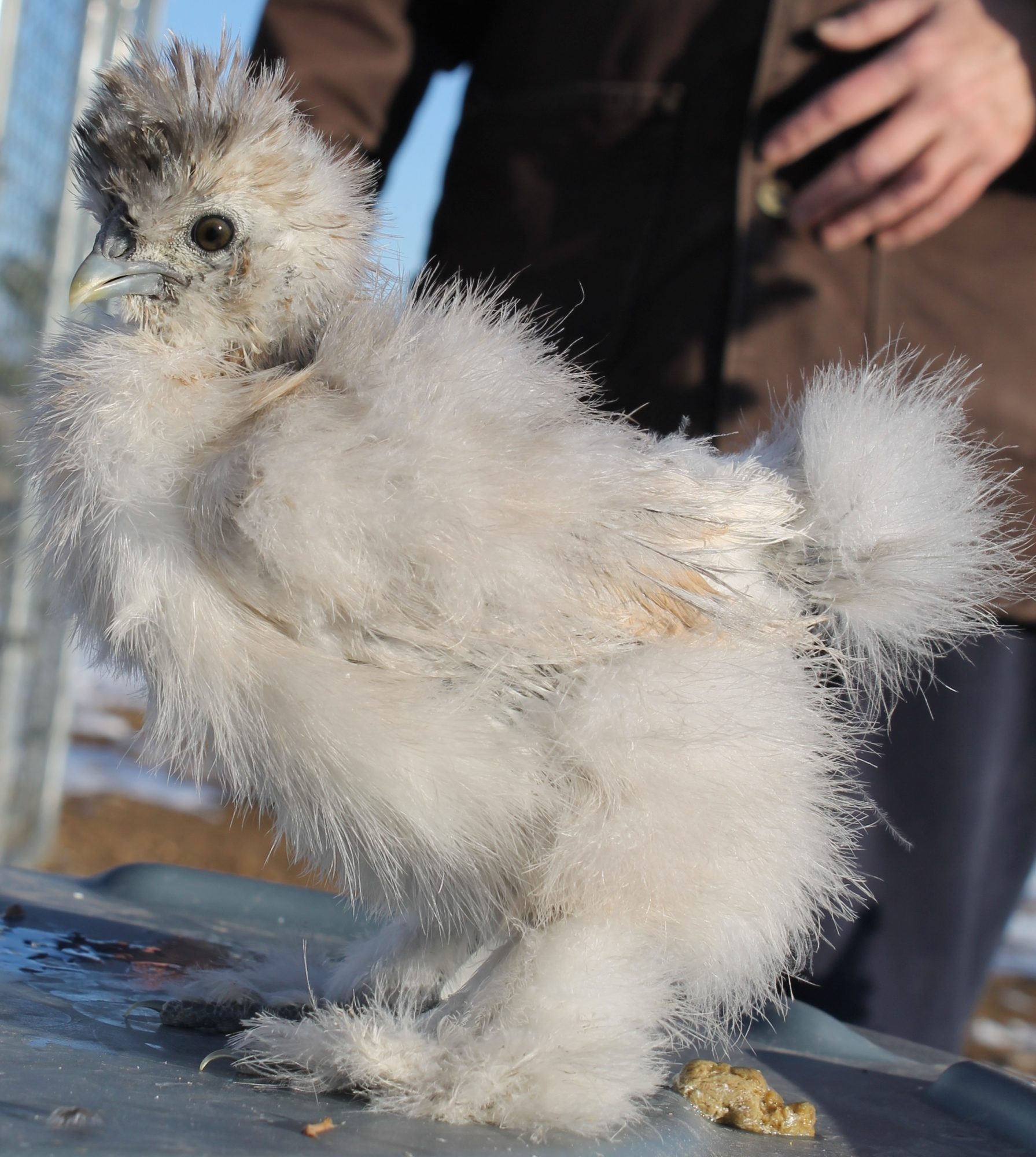 5 weeks 122913 Shylee/Catdance