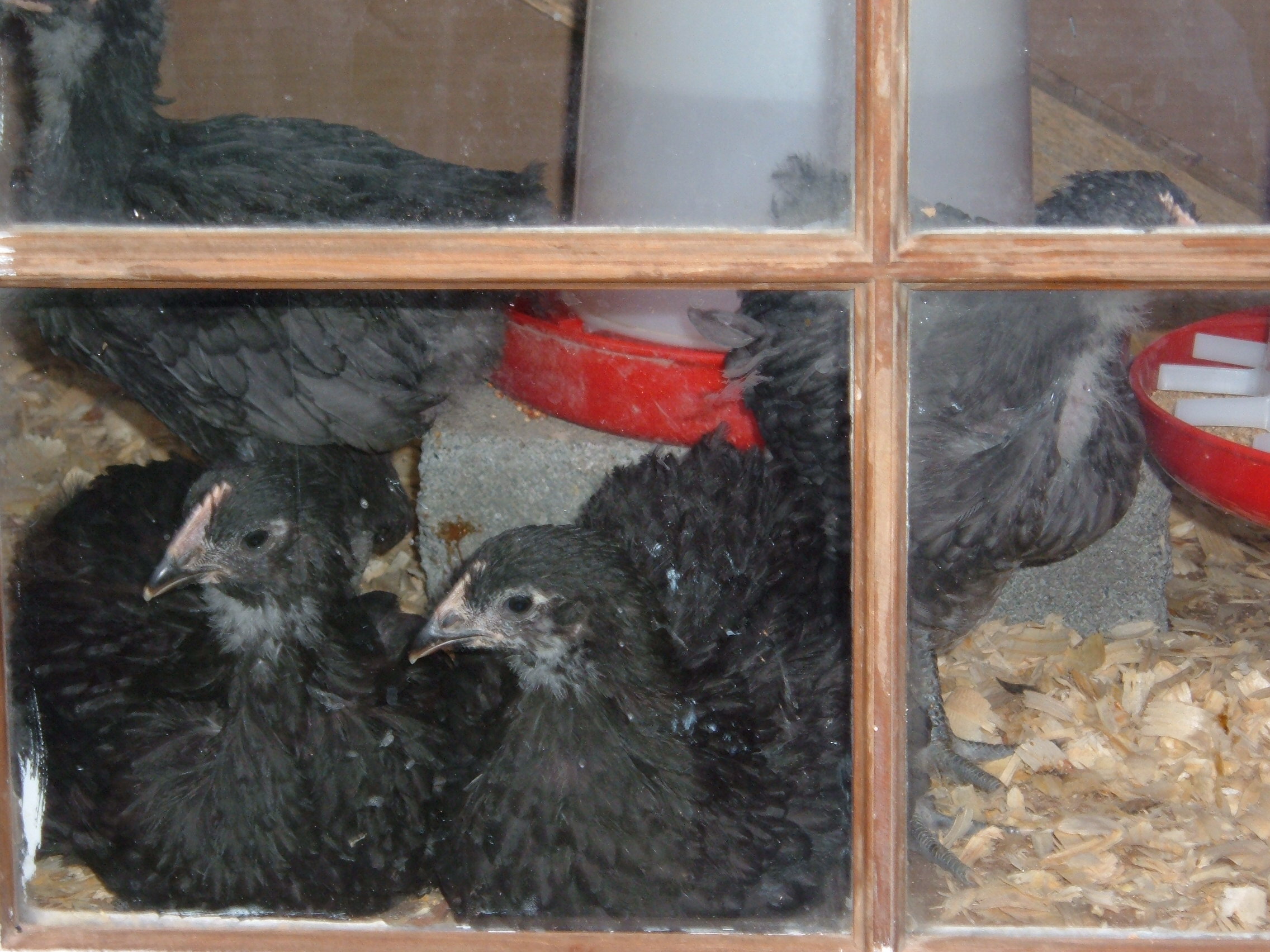 5 weeks.  2 blacks.  pullet left, questionable right.