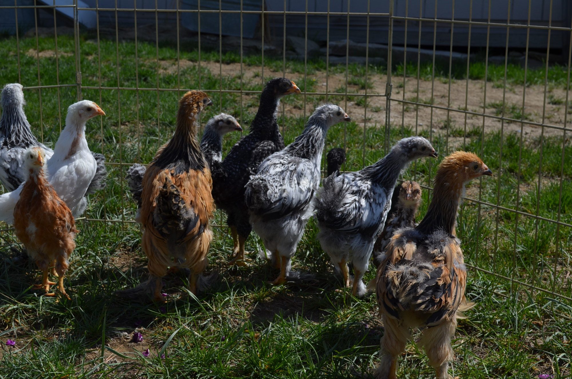 5 weeks- first time outside