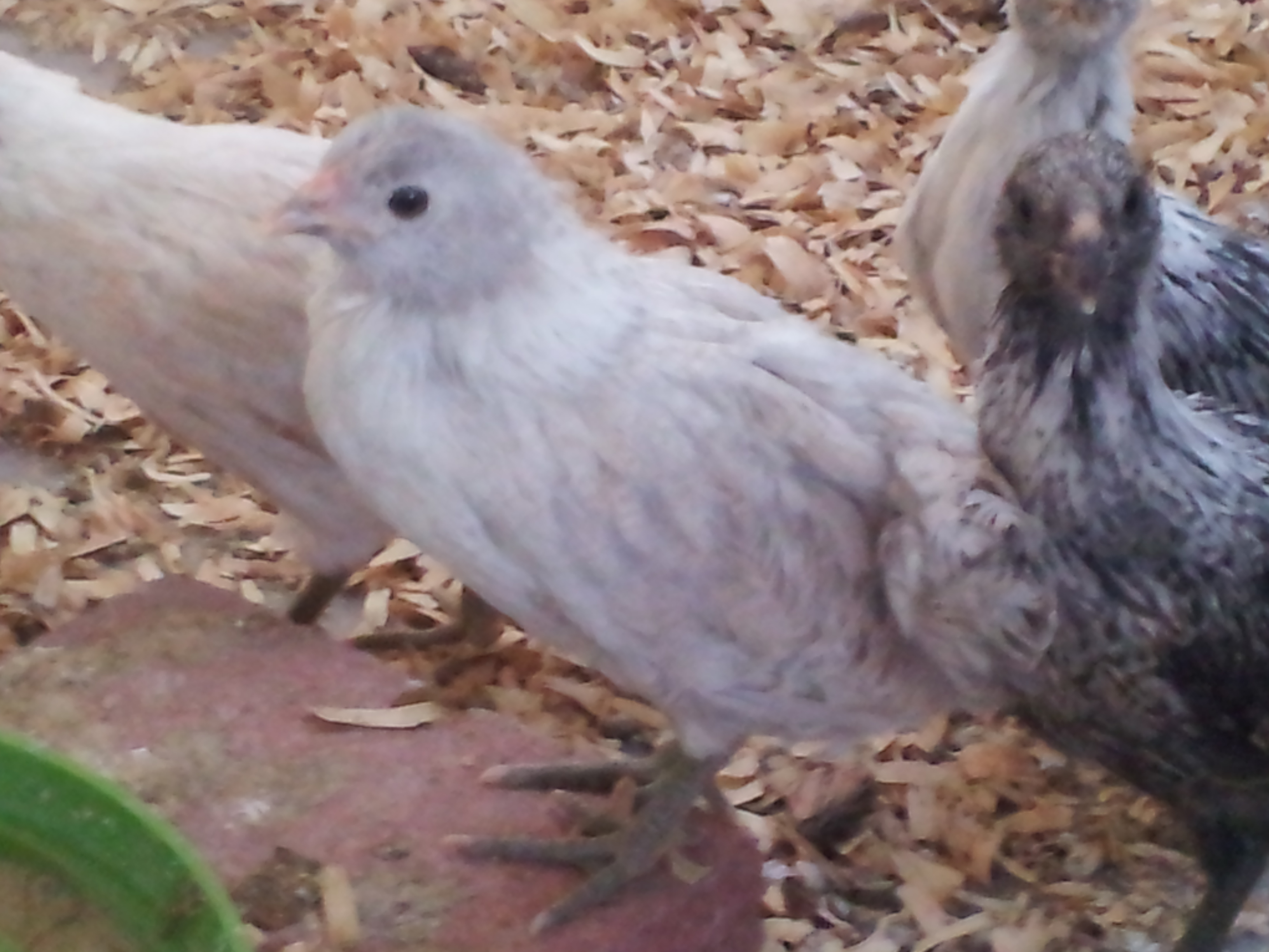5 weeks old. Close up of Marshmallow and brown chick.