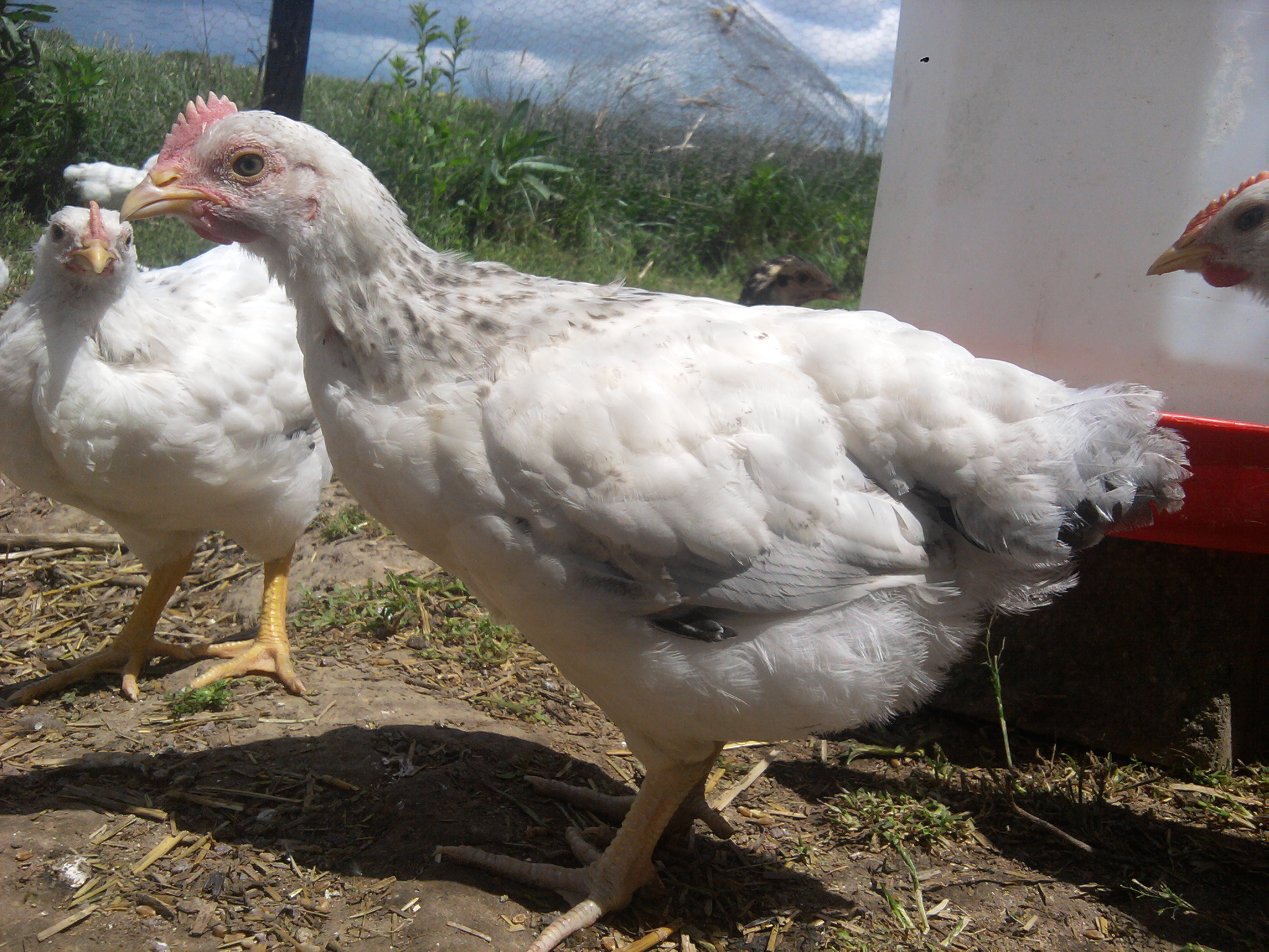 5 weeks old  Daddy: Delaware x Buff Orpington. Momma: Delaware x New Hampshire Red
