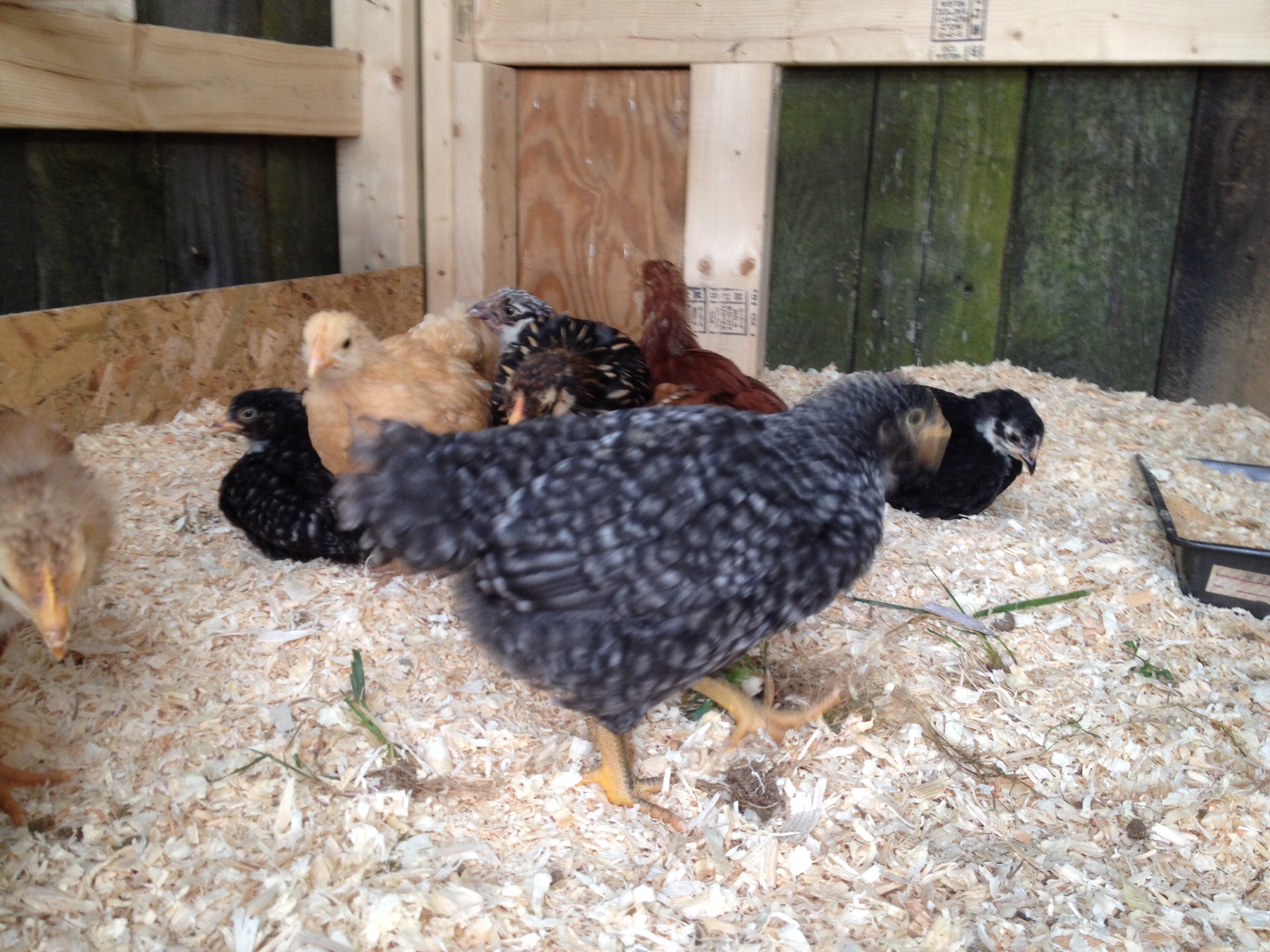 5 weeks old, enjoying their new coop