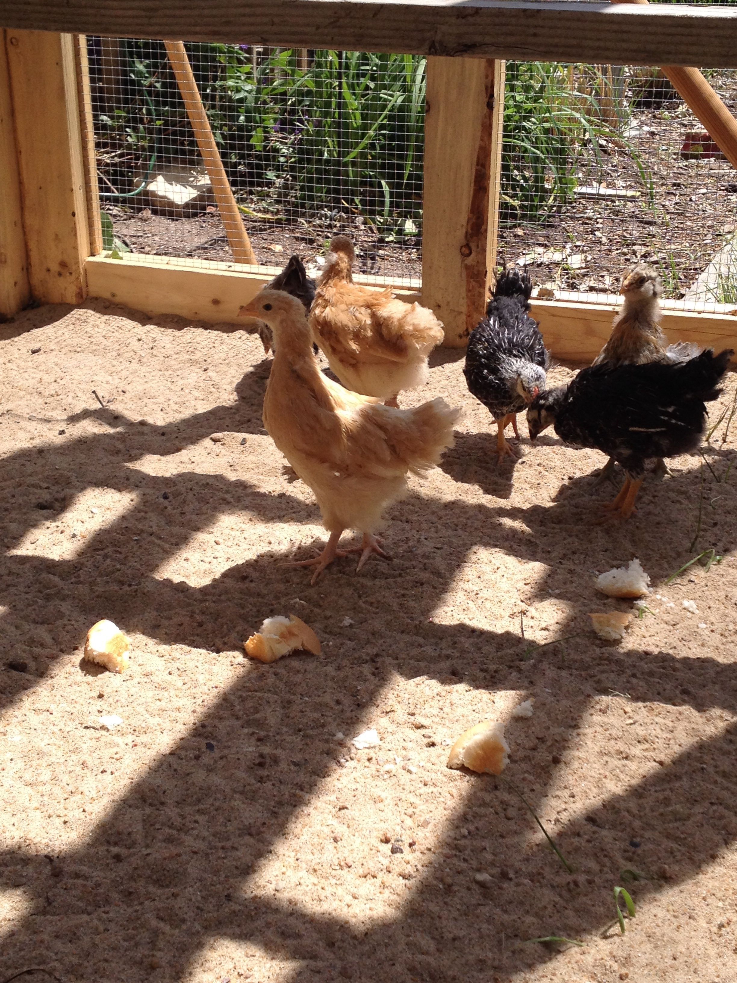 5 weeks old first day in the coop