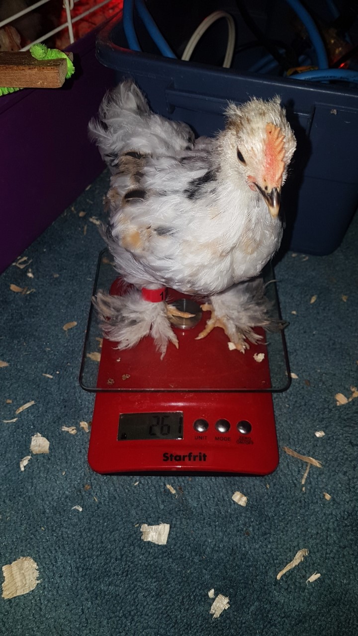 5 Weeks Old