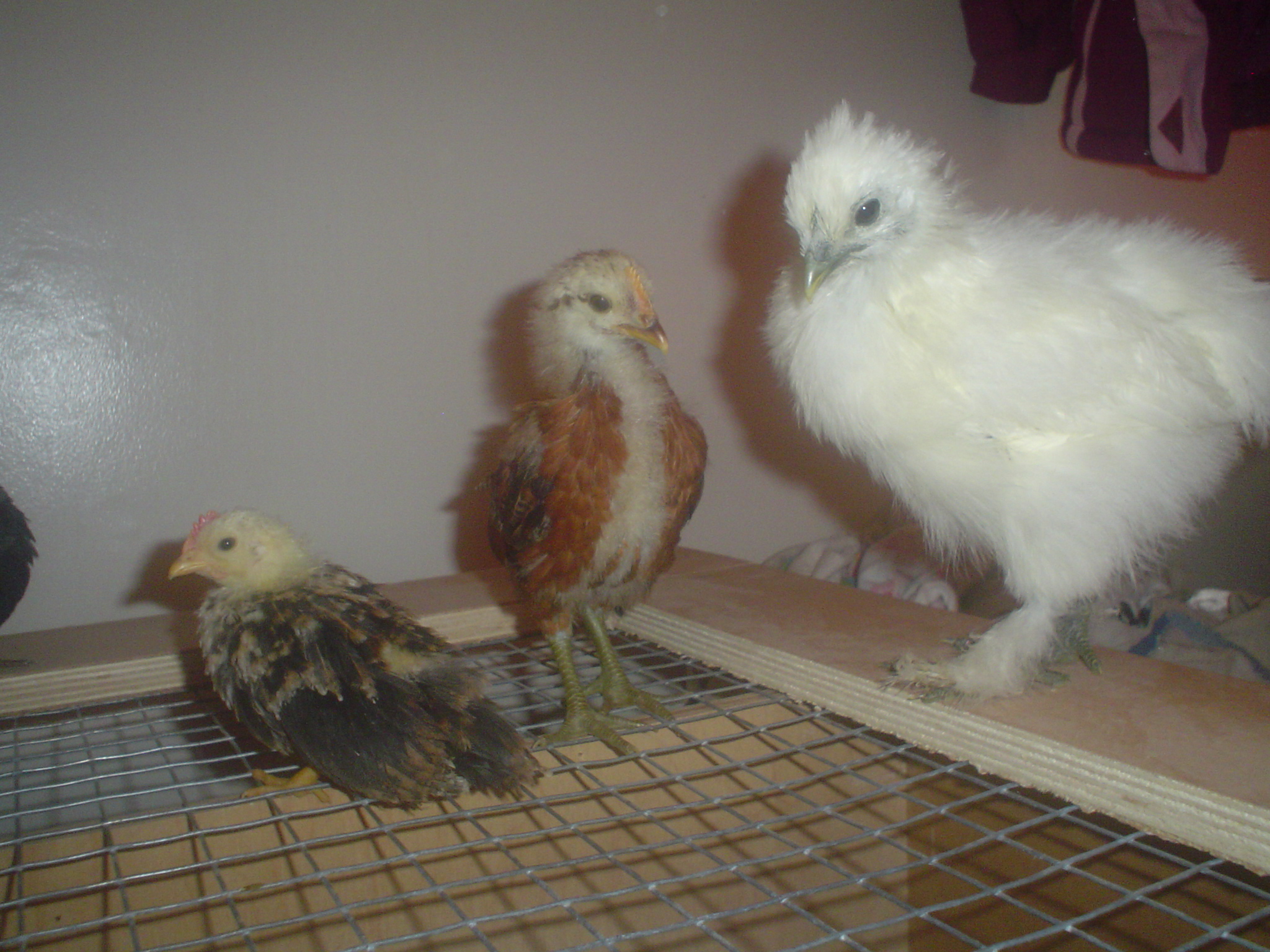5 wk. Serama, 2 1/2 wk. Easter Egger, & 5 wk. Silkie, for comparison. The Serama is so tiny.