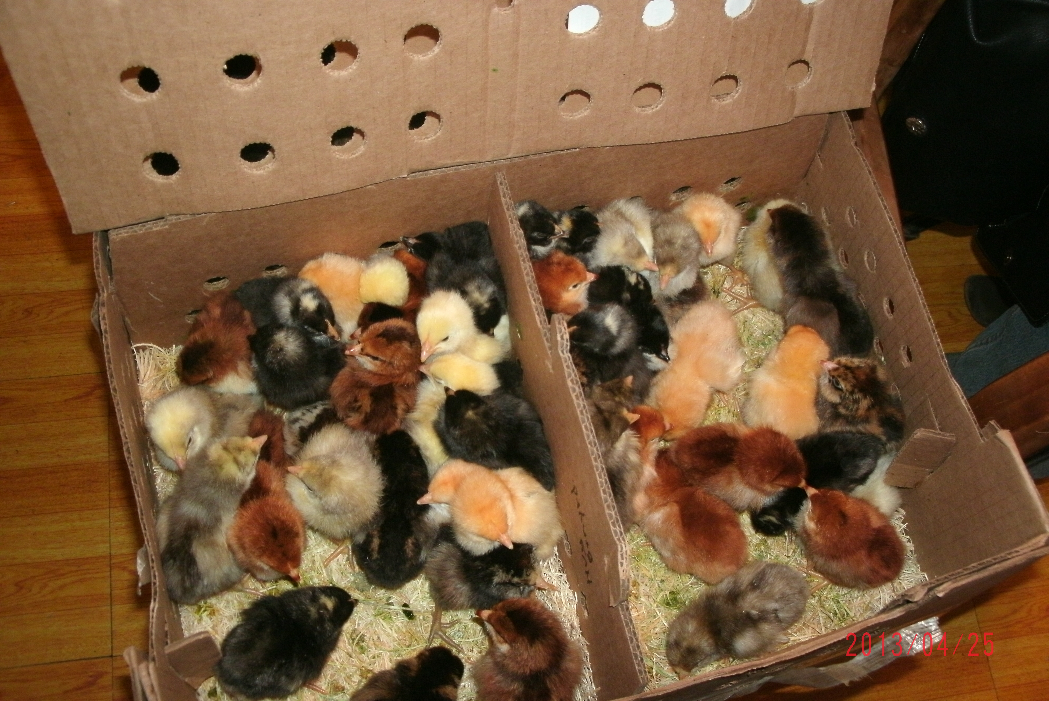 50 baby chicks - 38 meat - 12 pullets