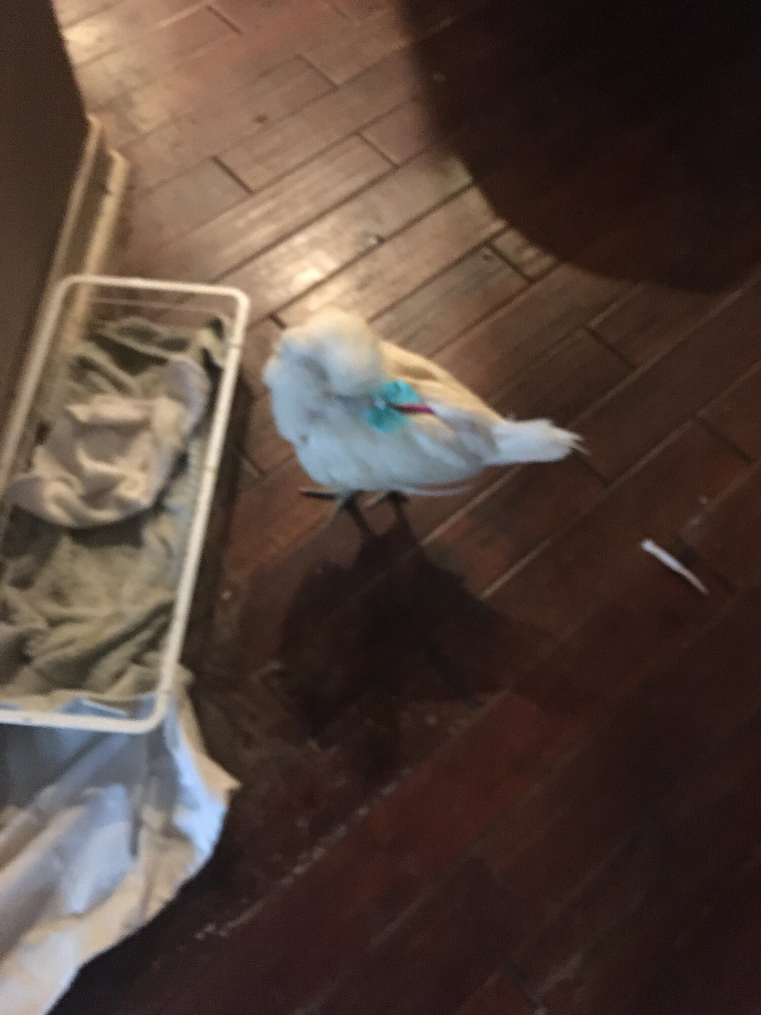 50709C41-F090-4374-BB44-1AF0E751B7B1.jpeg