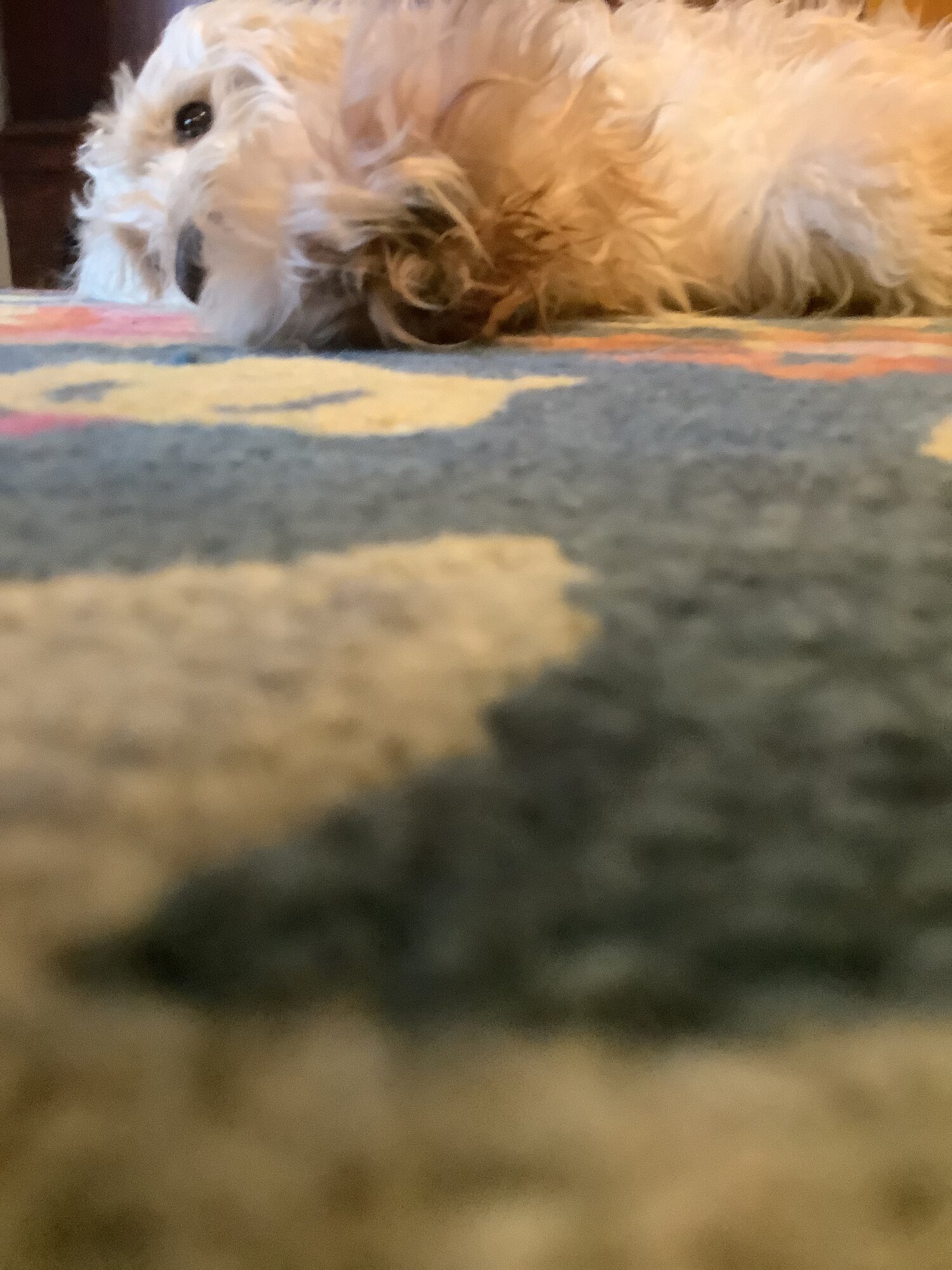 5260E208-E3B4-4C77-9A89-EA532762B430.jpeg