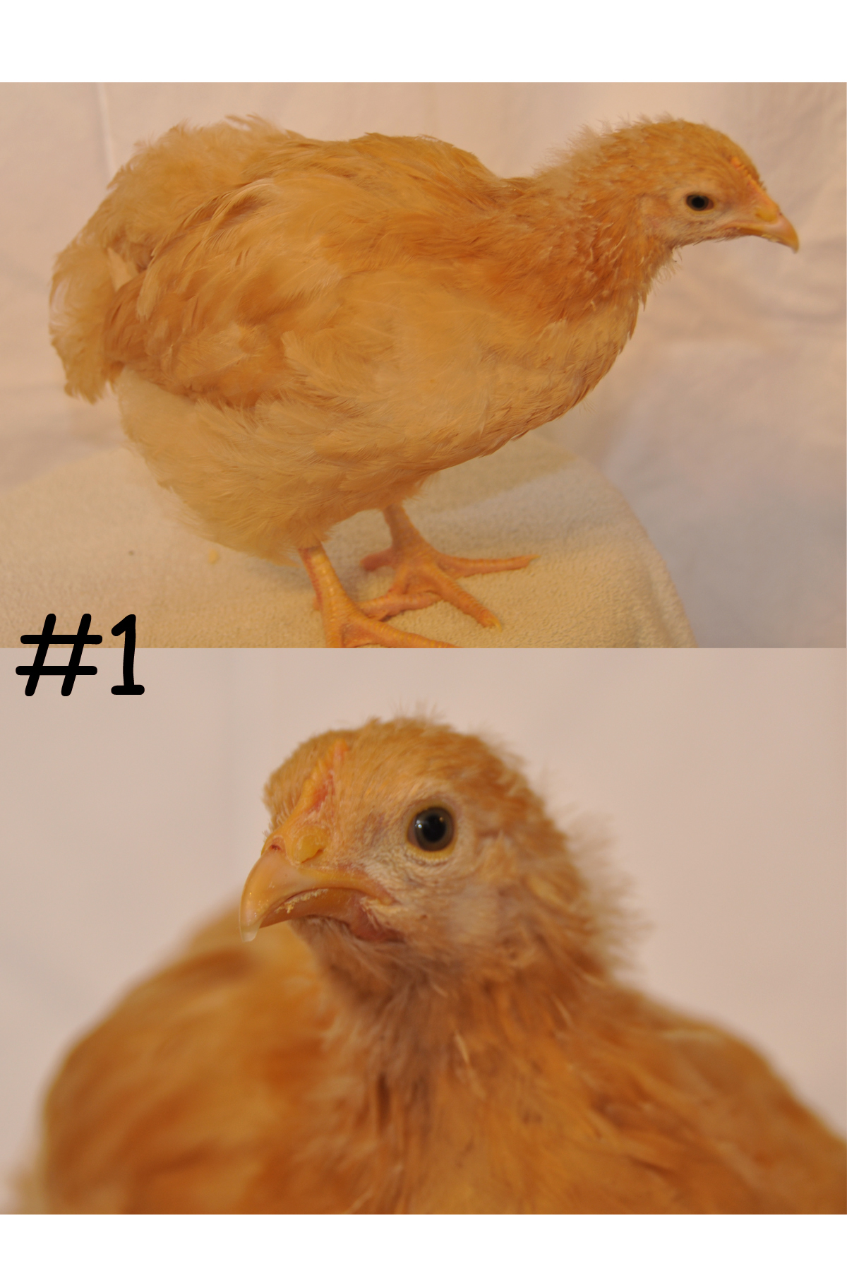 BackYard Chickens Learn How to Raise Chickens
