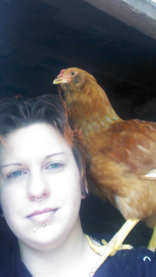 BackYard Chickens Learn How to Raise Chickens