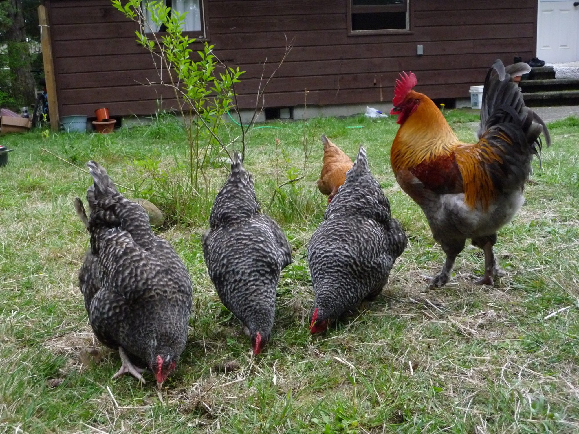 Backyard chickens learn how to raise chickens