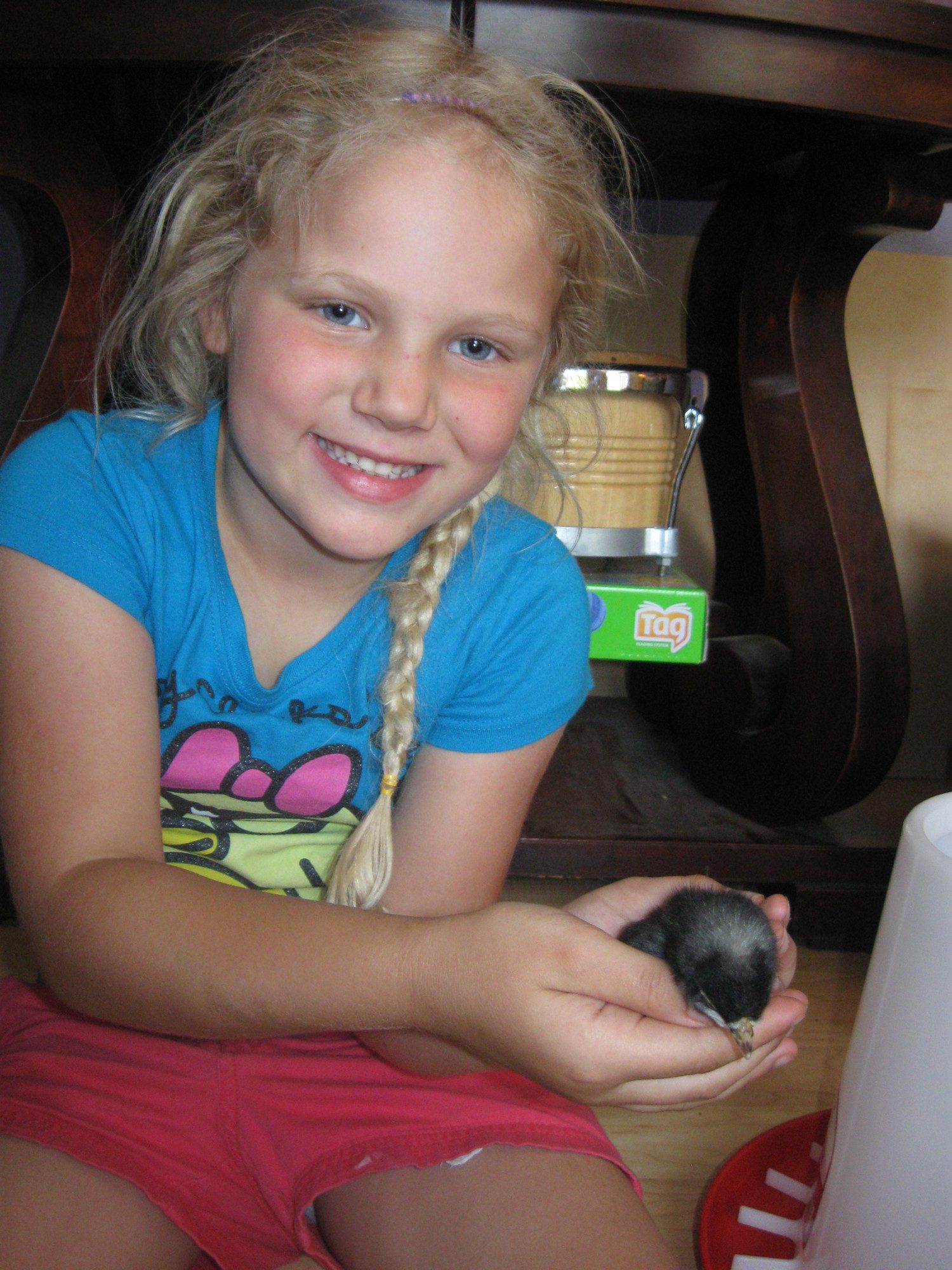 BackYard Chickens Learn How to Raise Chickens