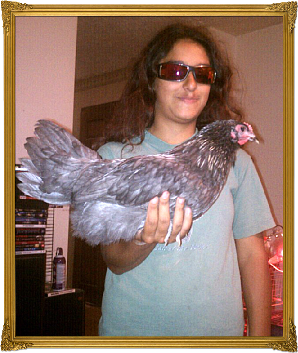 BackYard Chickens Learn How to Raise Chickens