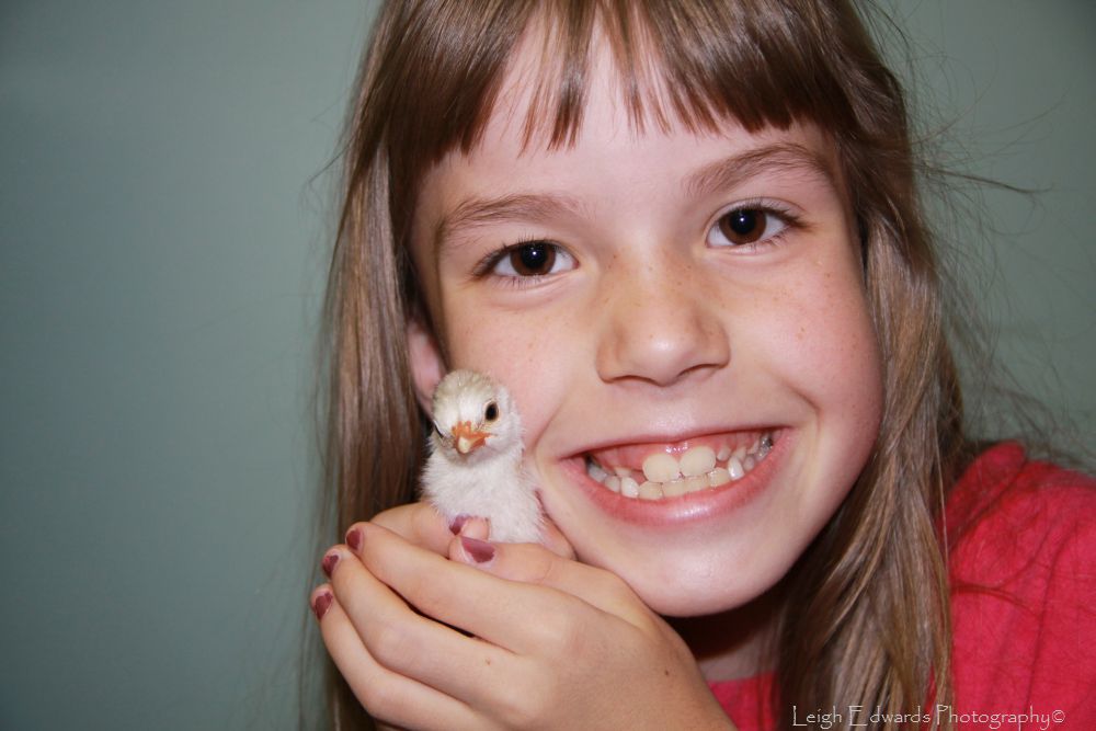 BackYard Chickens Learn How to Raise Chickens