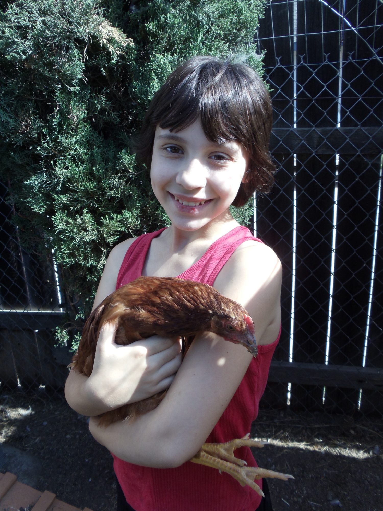 BackYard Chickens Learn How to Raise Chickens