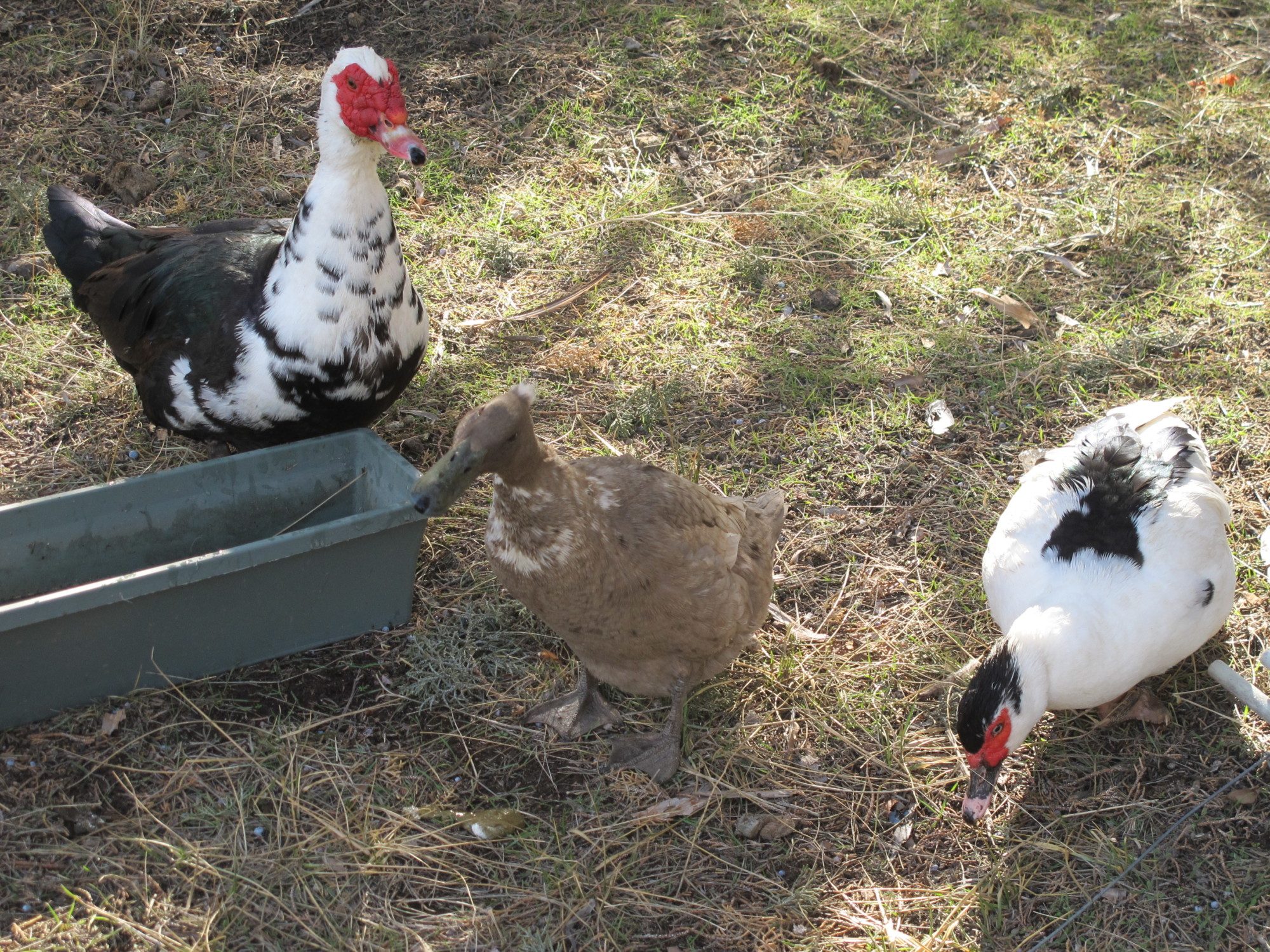 Backyard chickens learn how to raise chickens