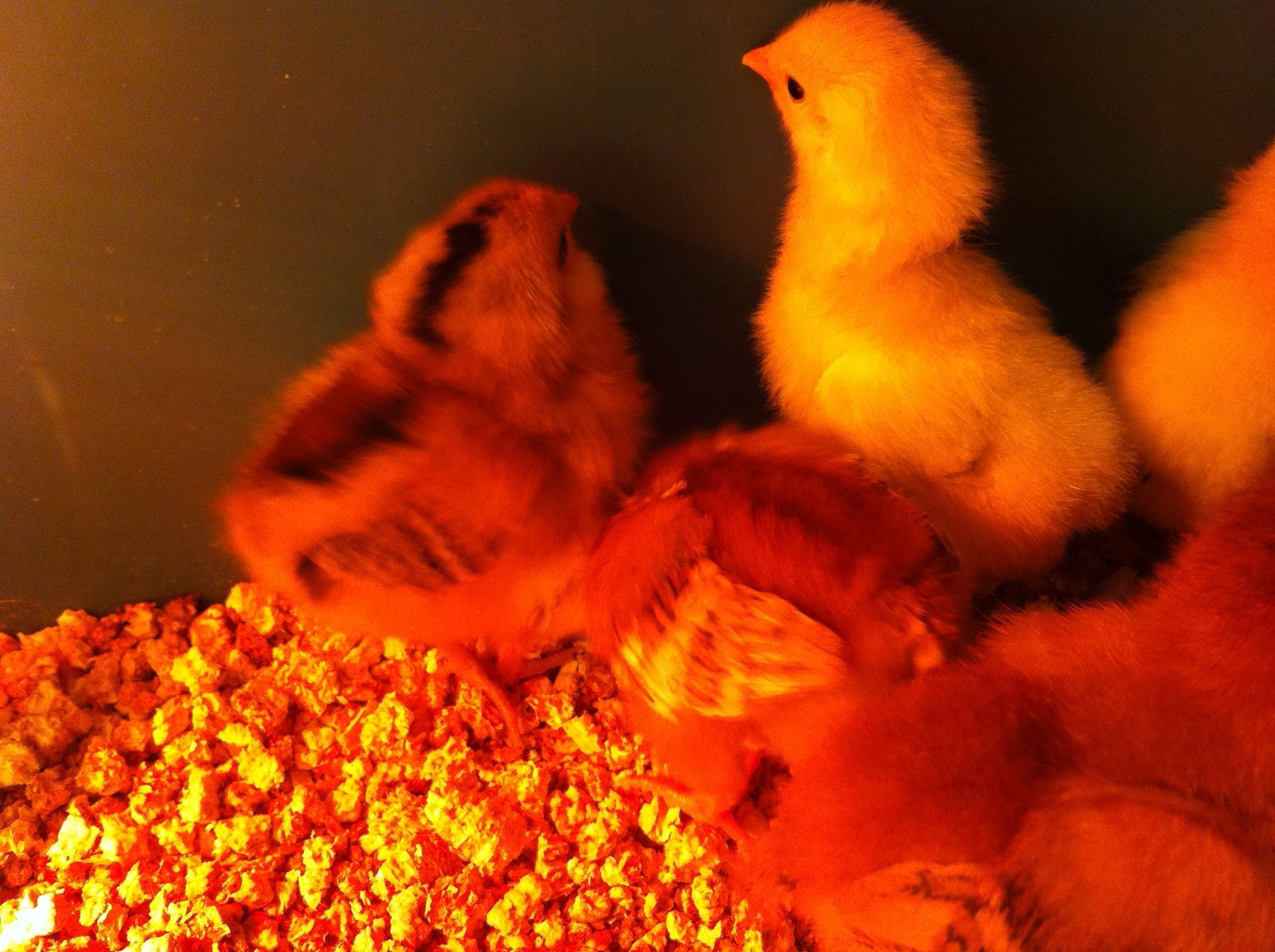 Backyard chickens learn how to raise chickens